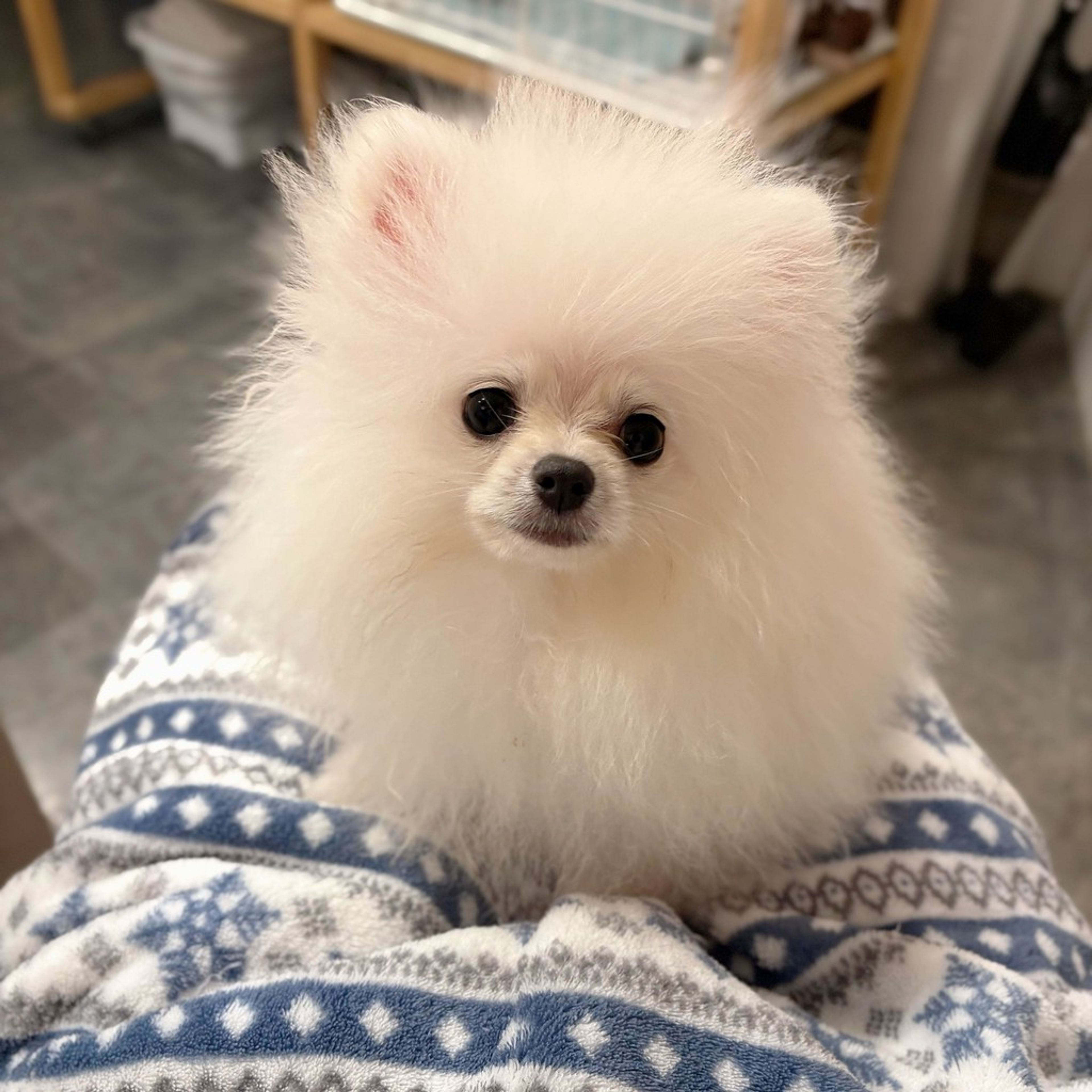 pet-image-2