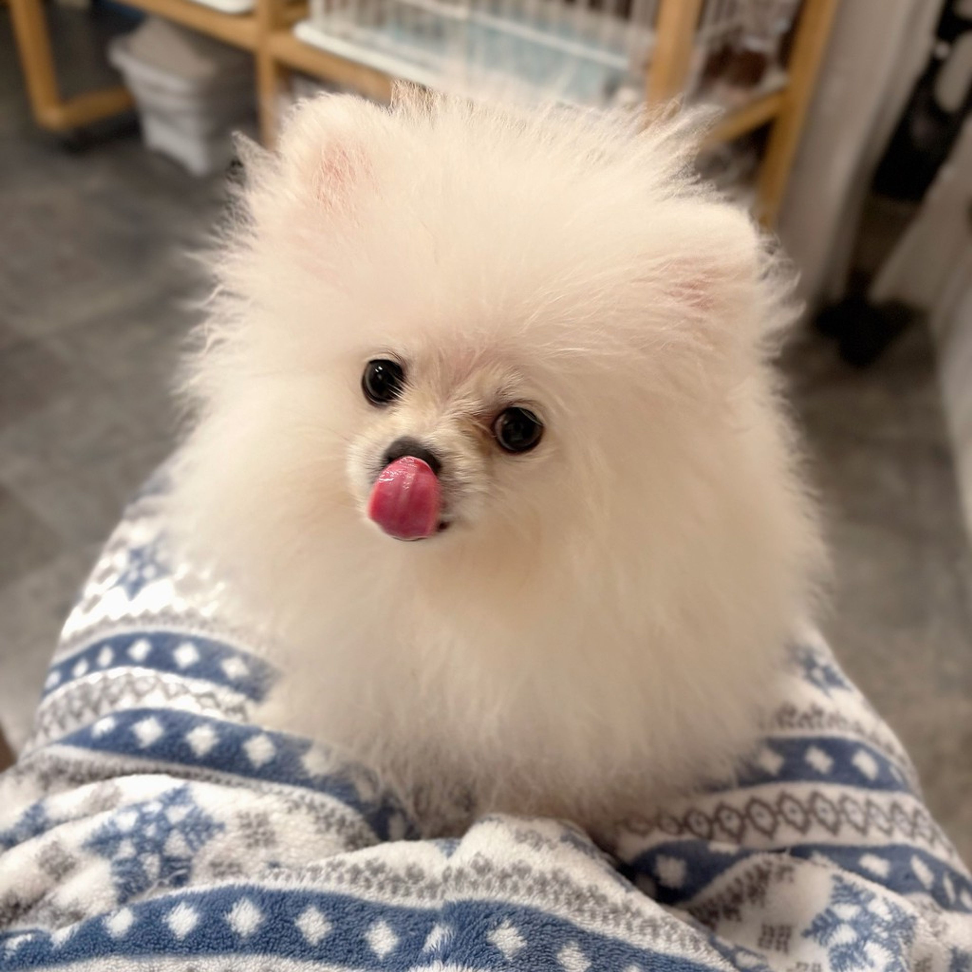 pet-image-3