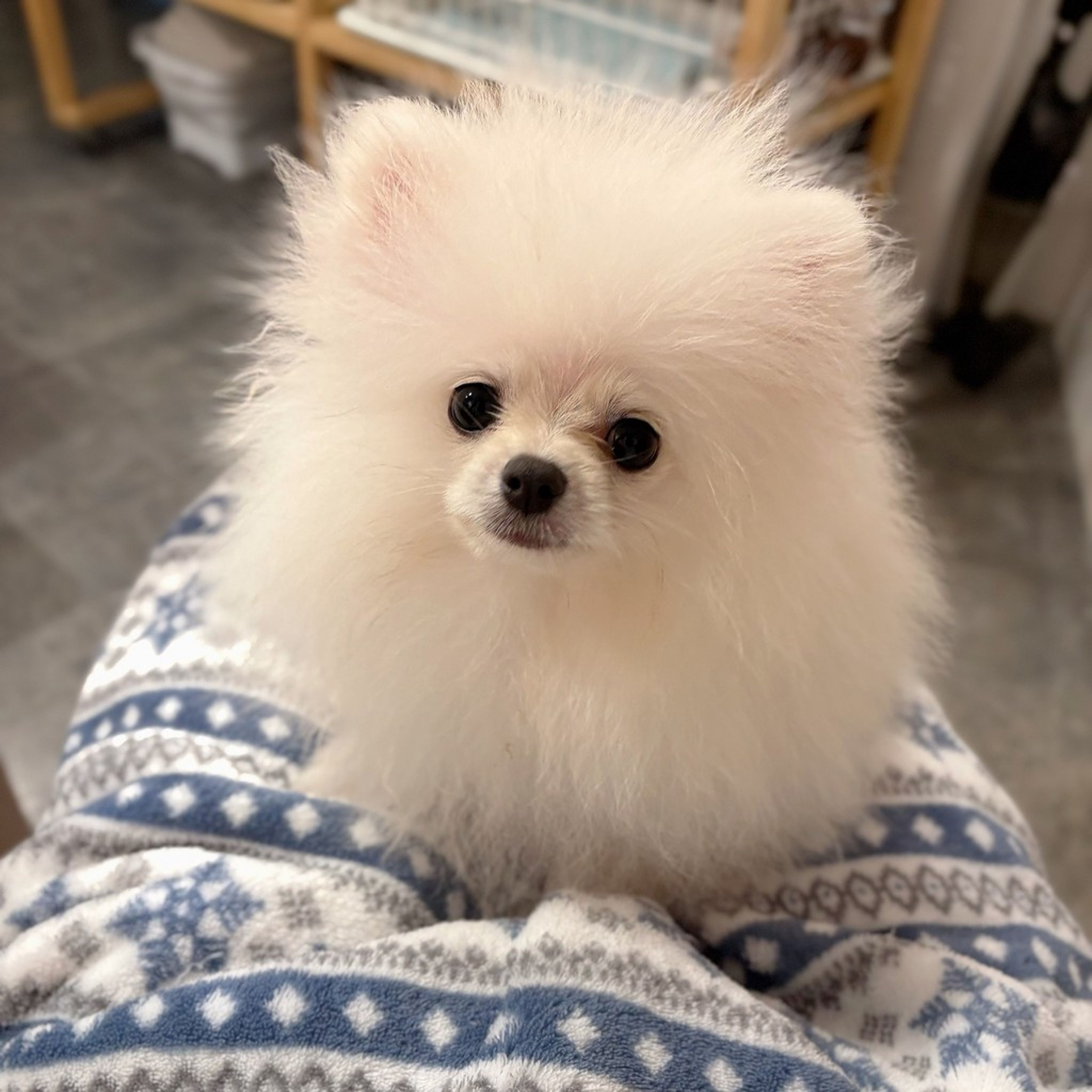 pet-image-4