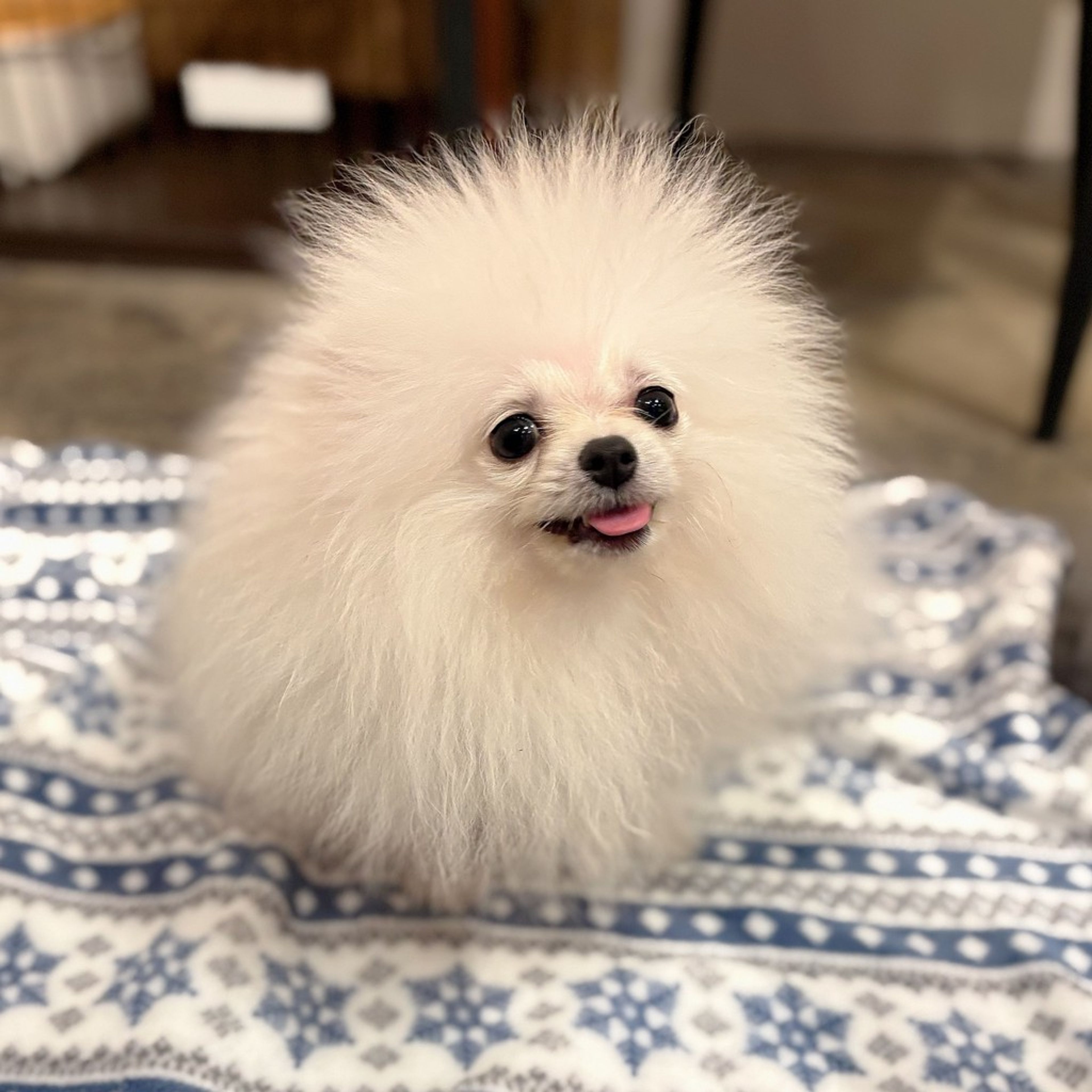 pet-image-5