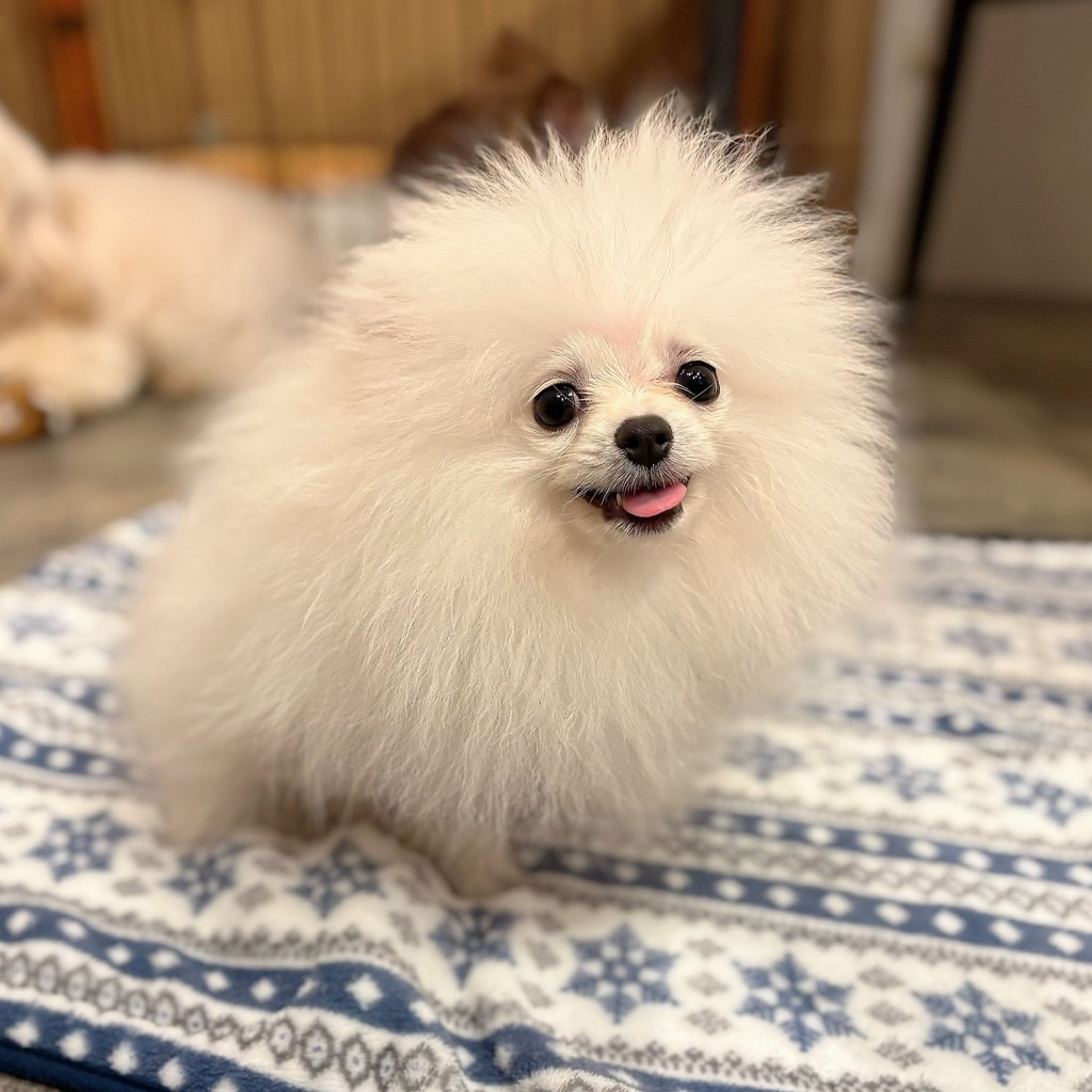 pet-image-6