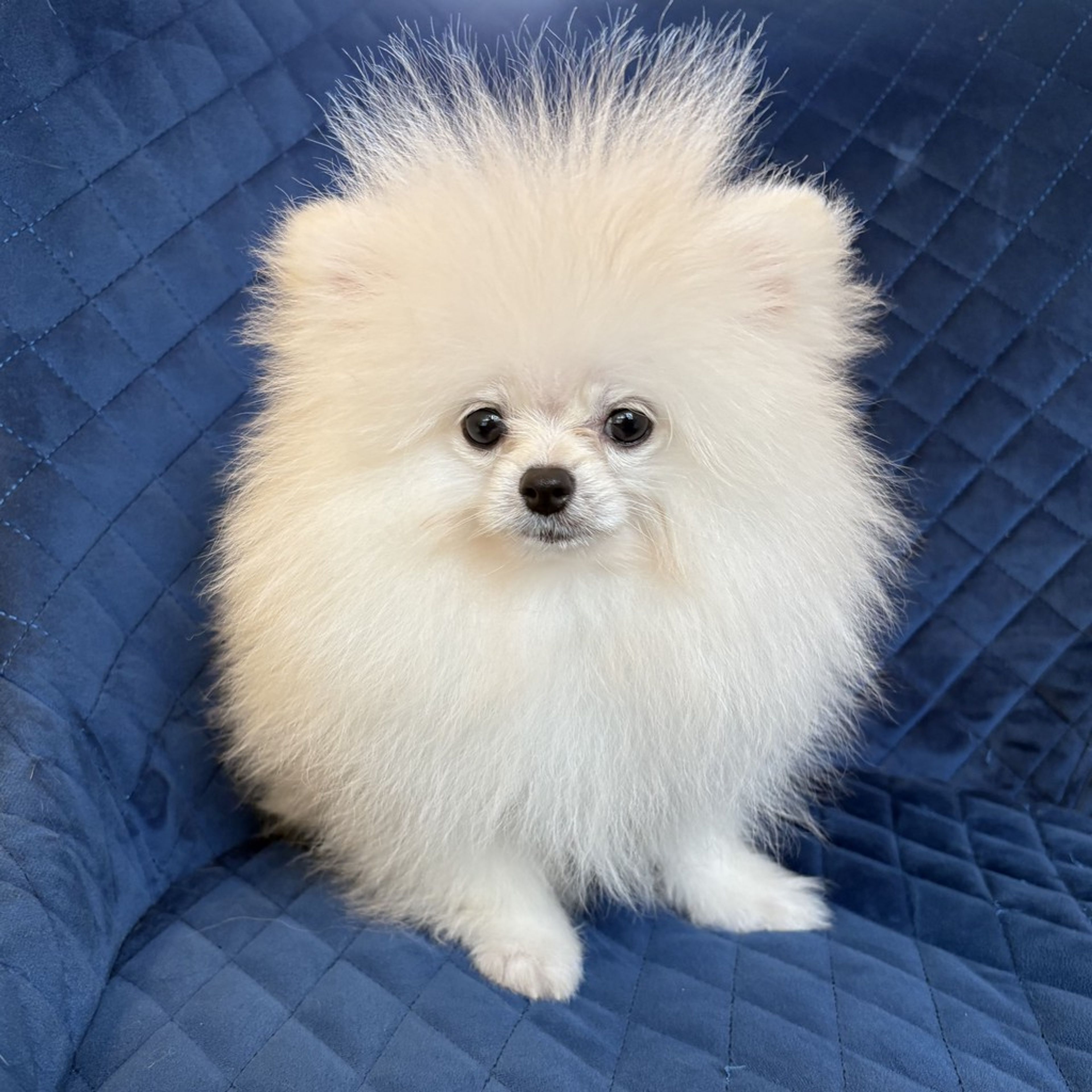 pet-image-7