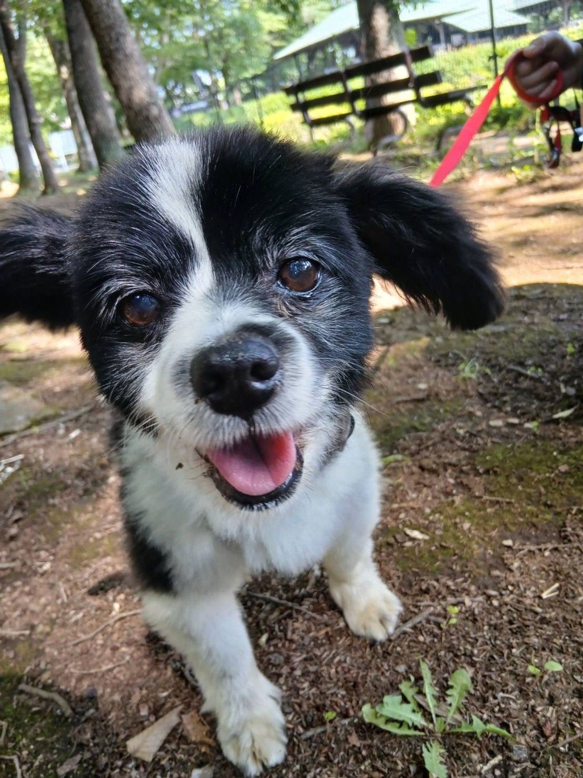 雑種（ミックス犬）・オスの里親募集の写真