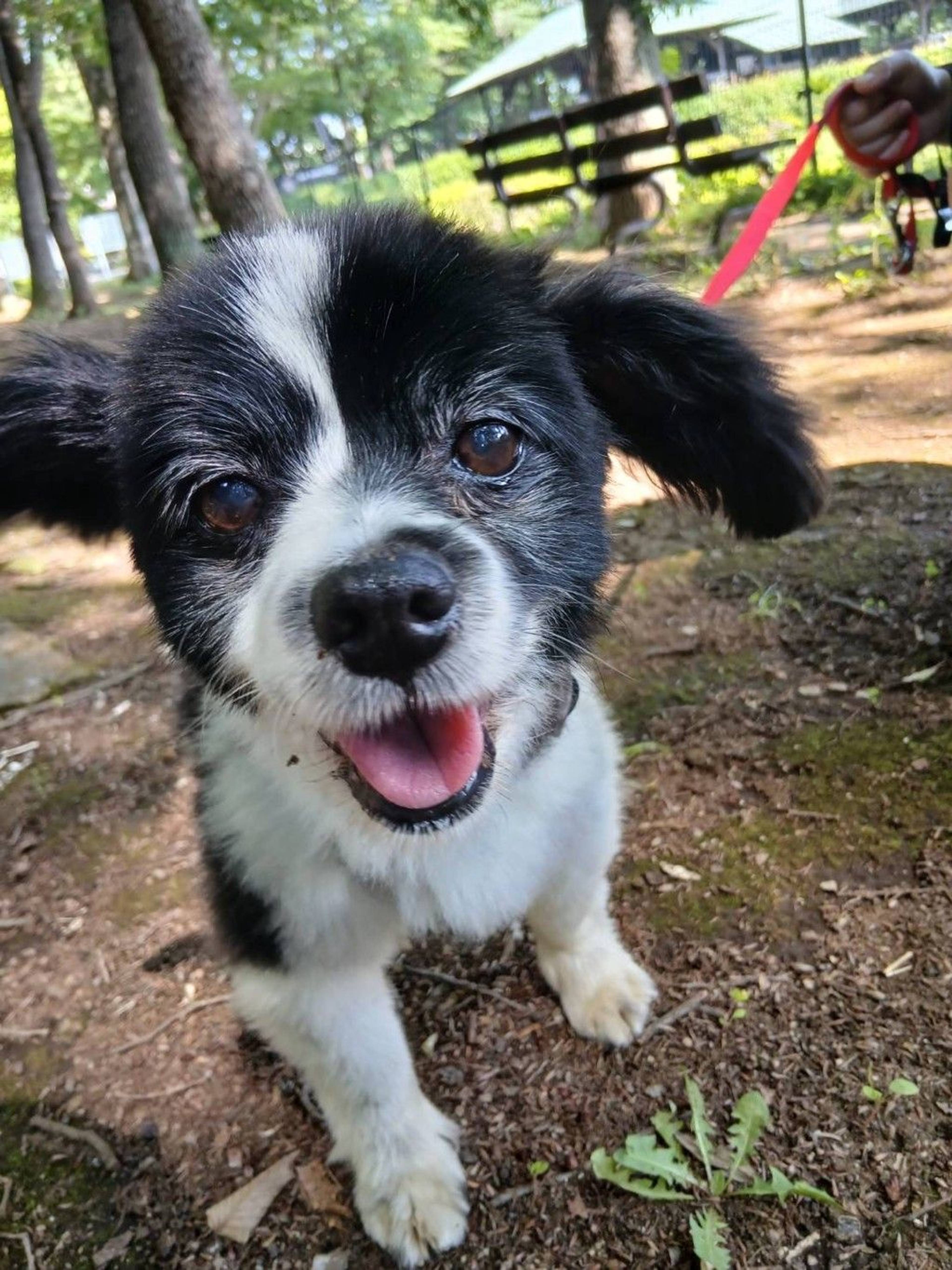 雑種（ミックス犬）・オスの里親募集の写真