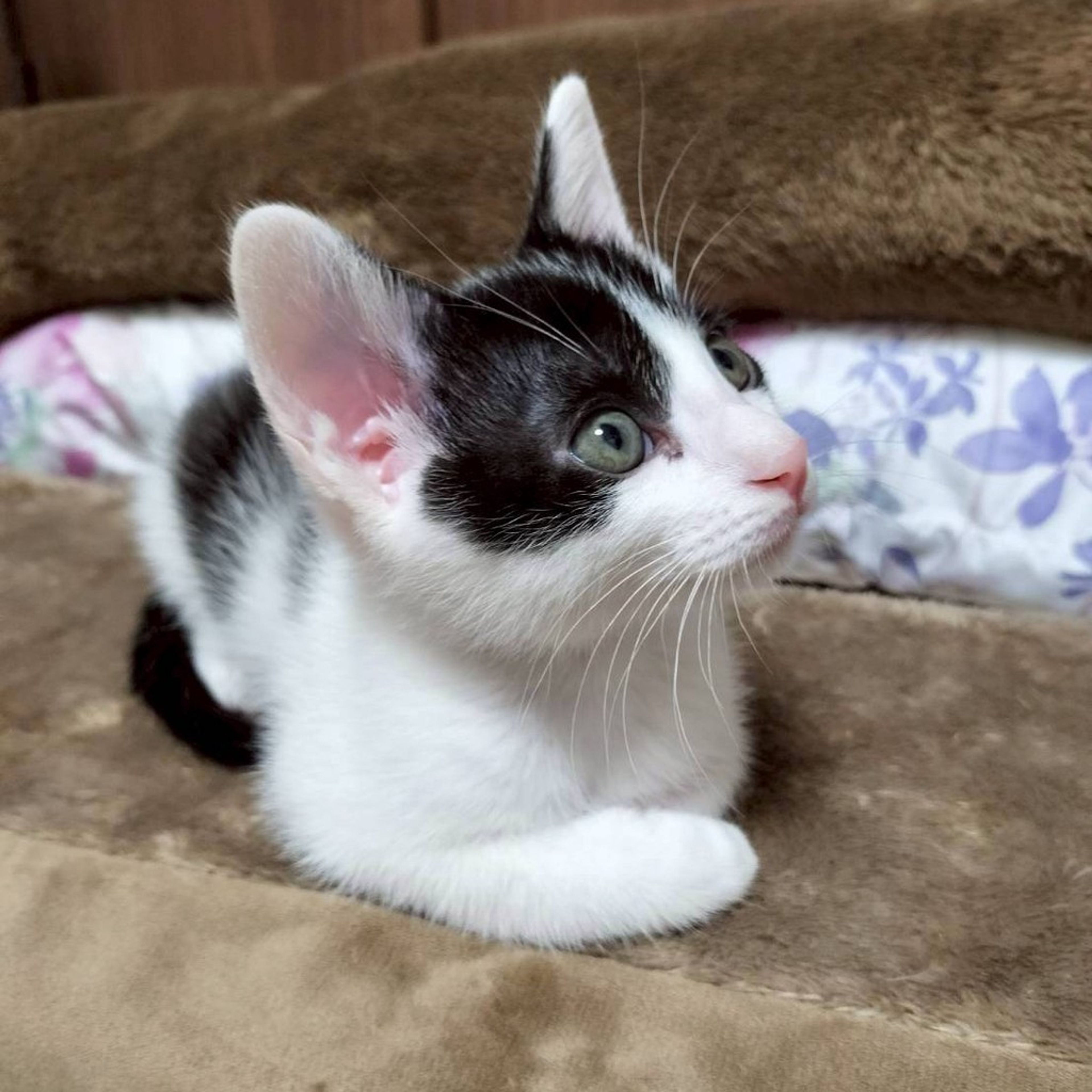 pet-image-2