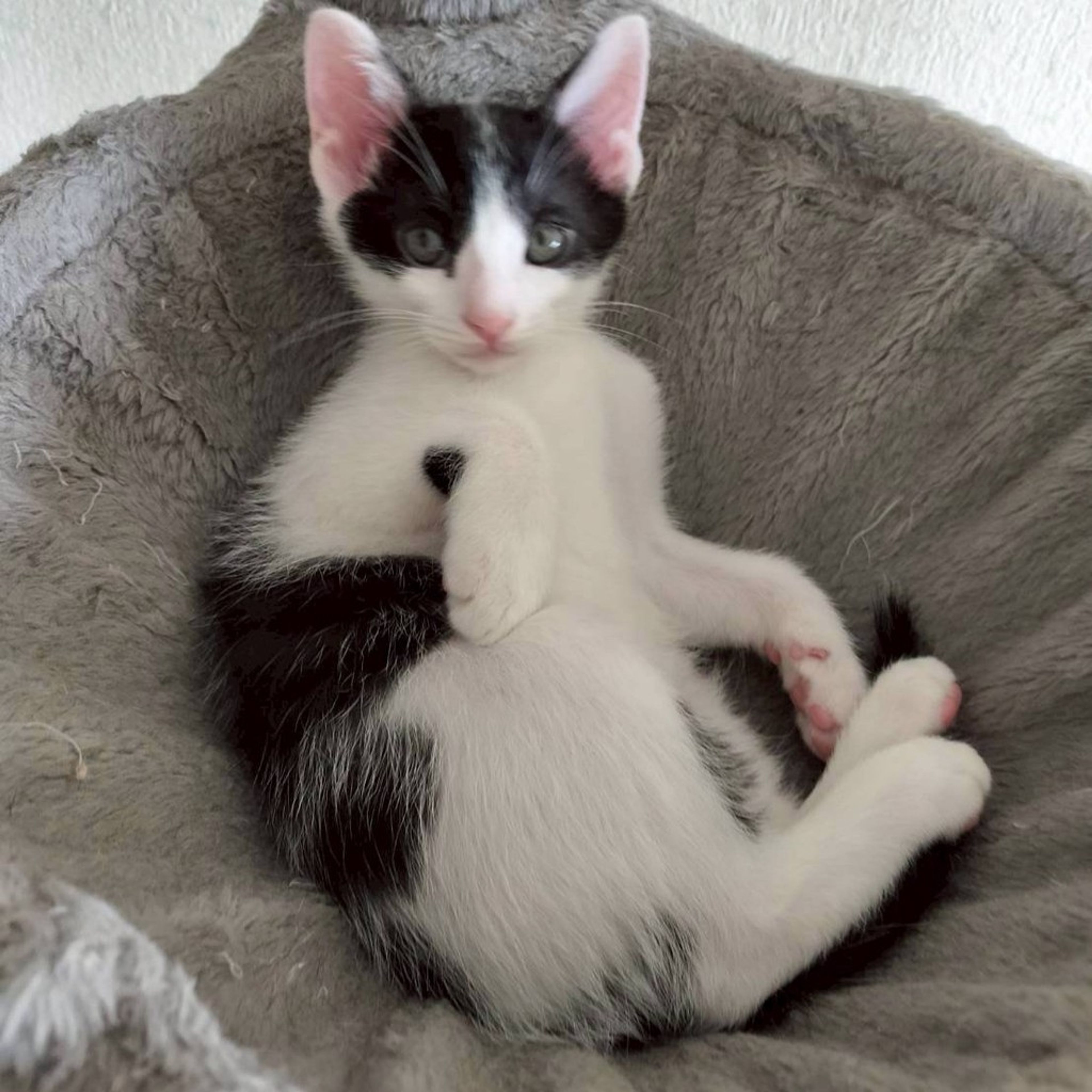 pet-image-3