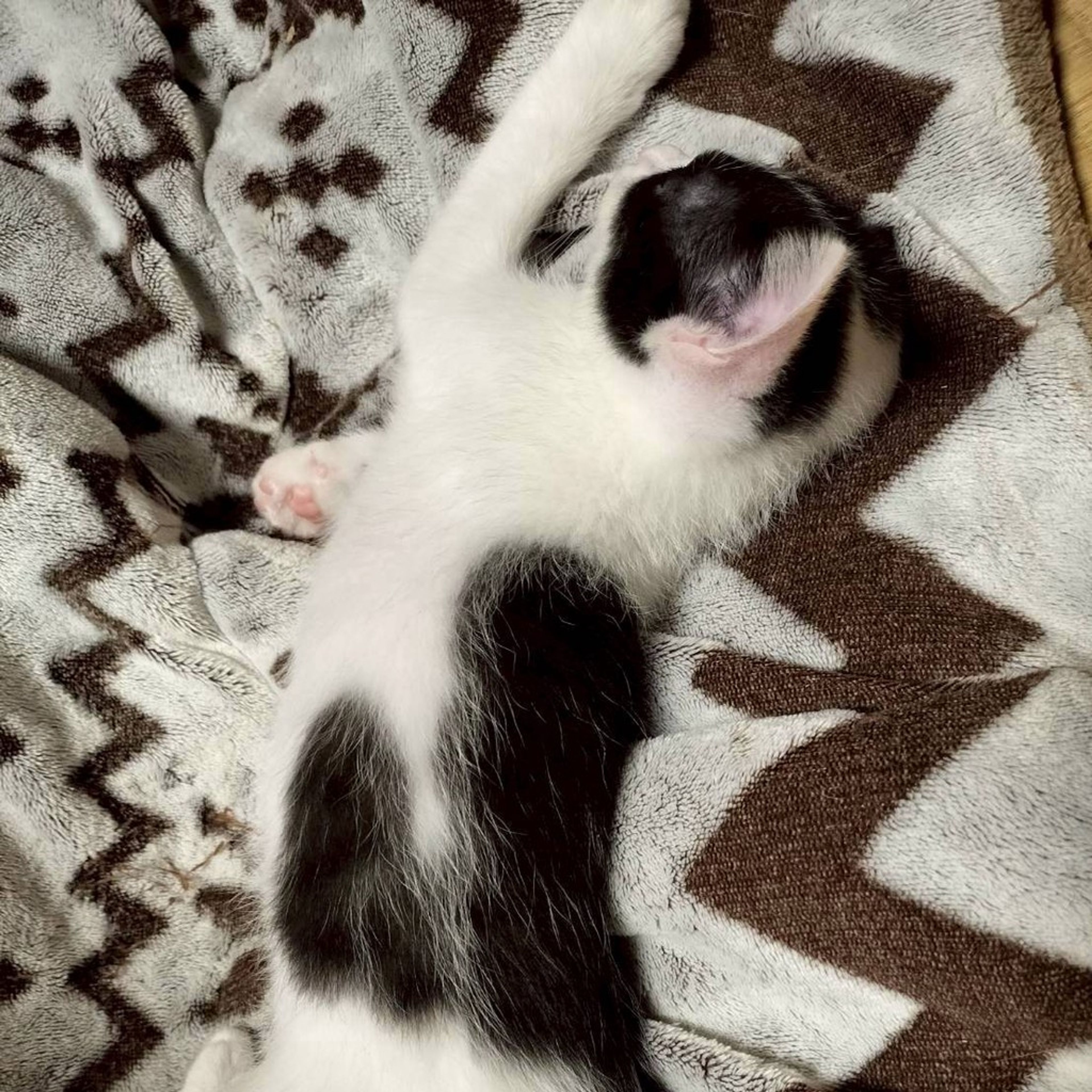 pet-image-4