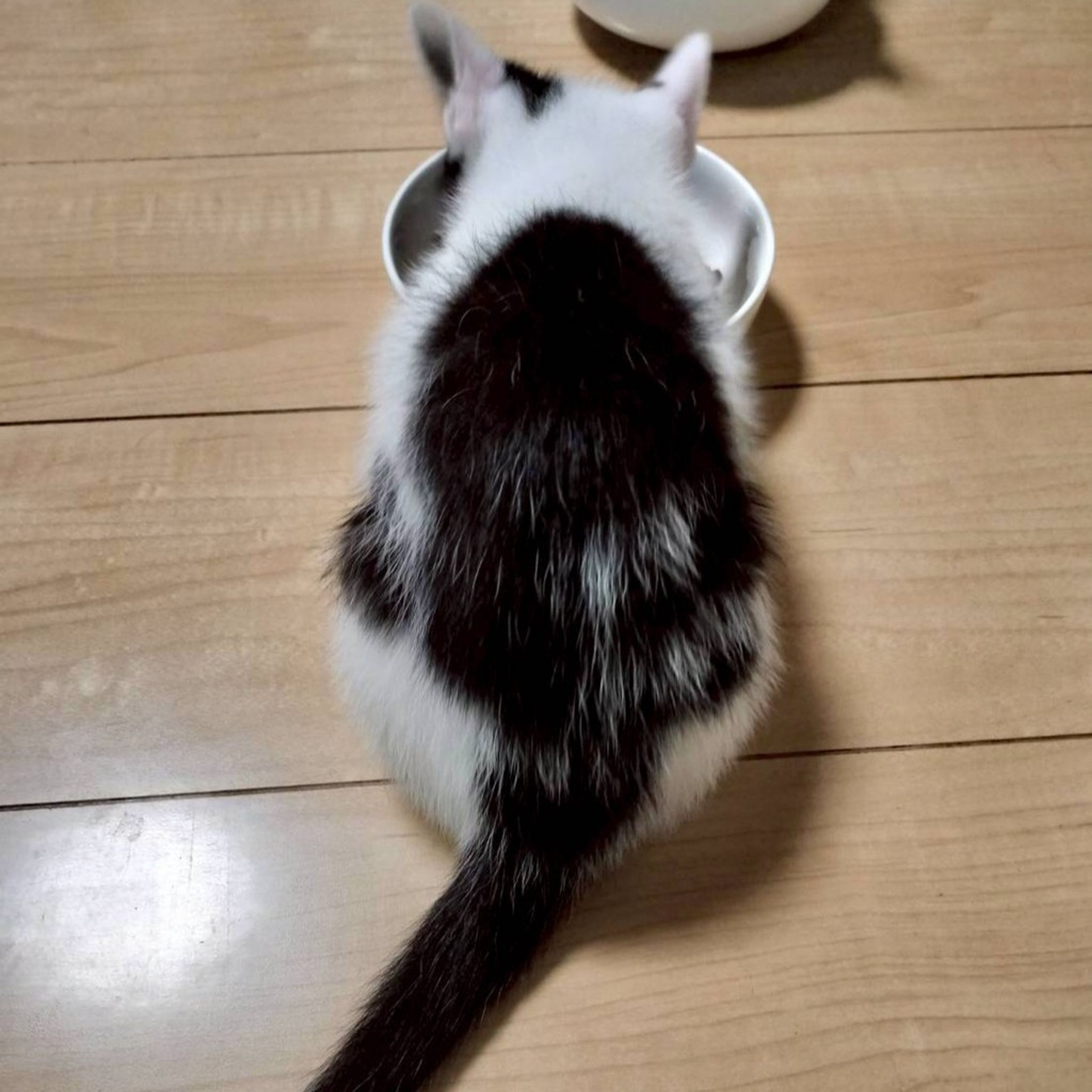 pet-image-5