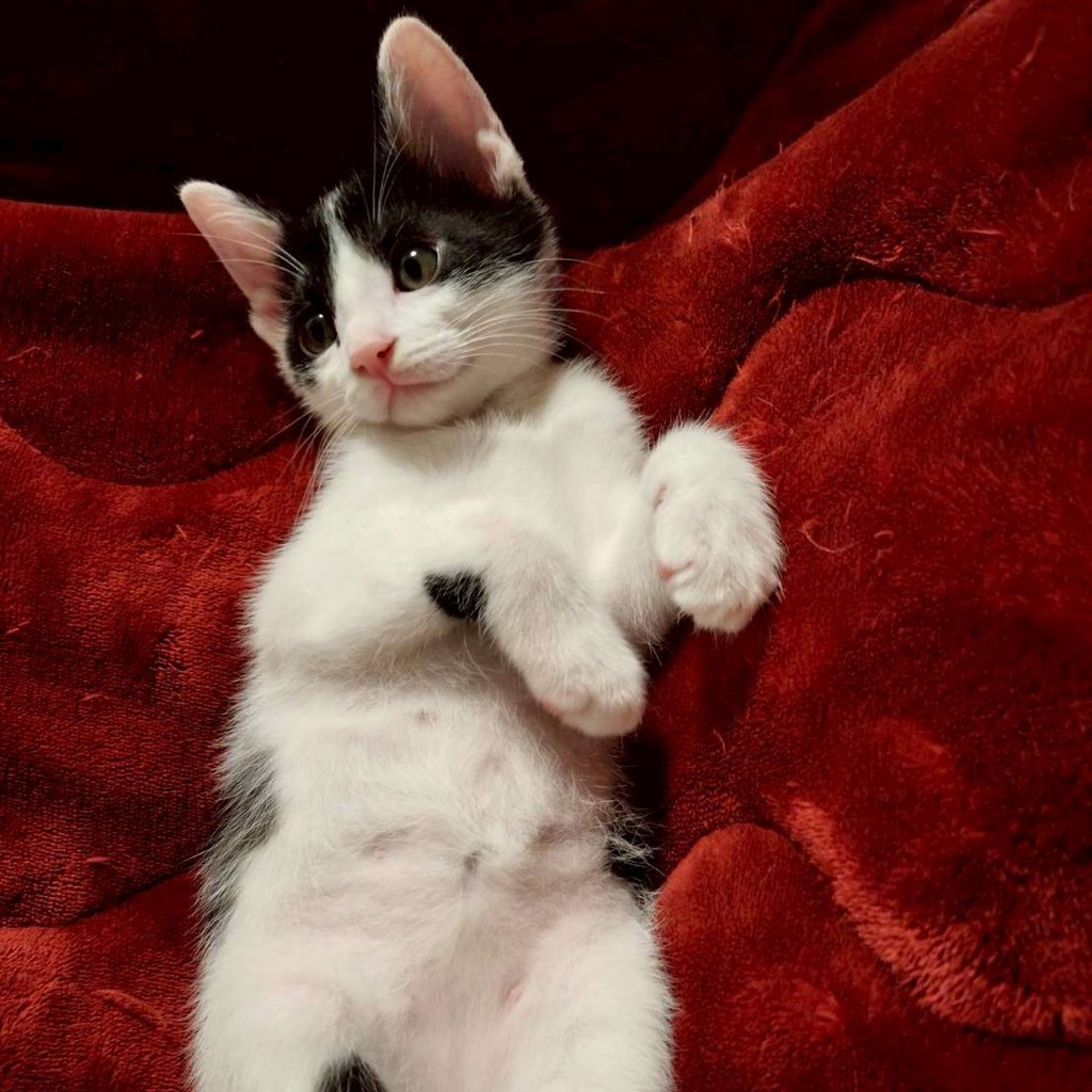 pet-image-7