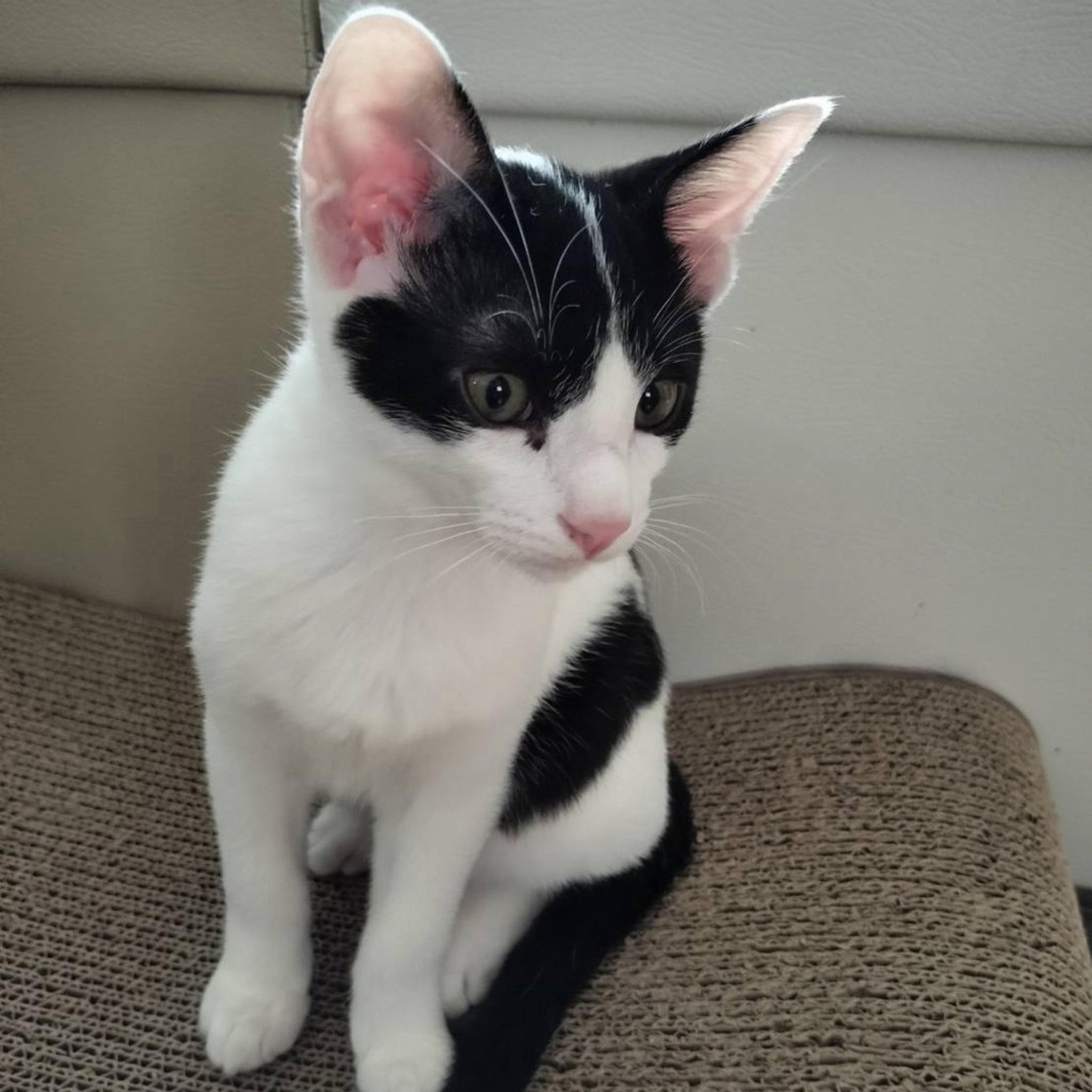 pet-image-4