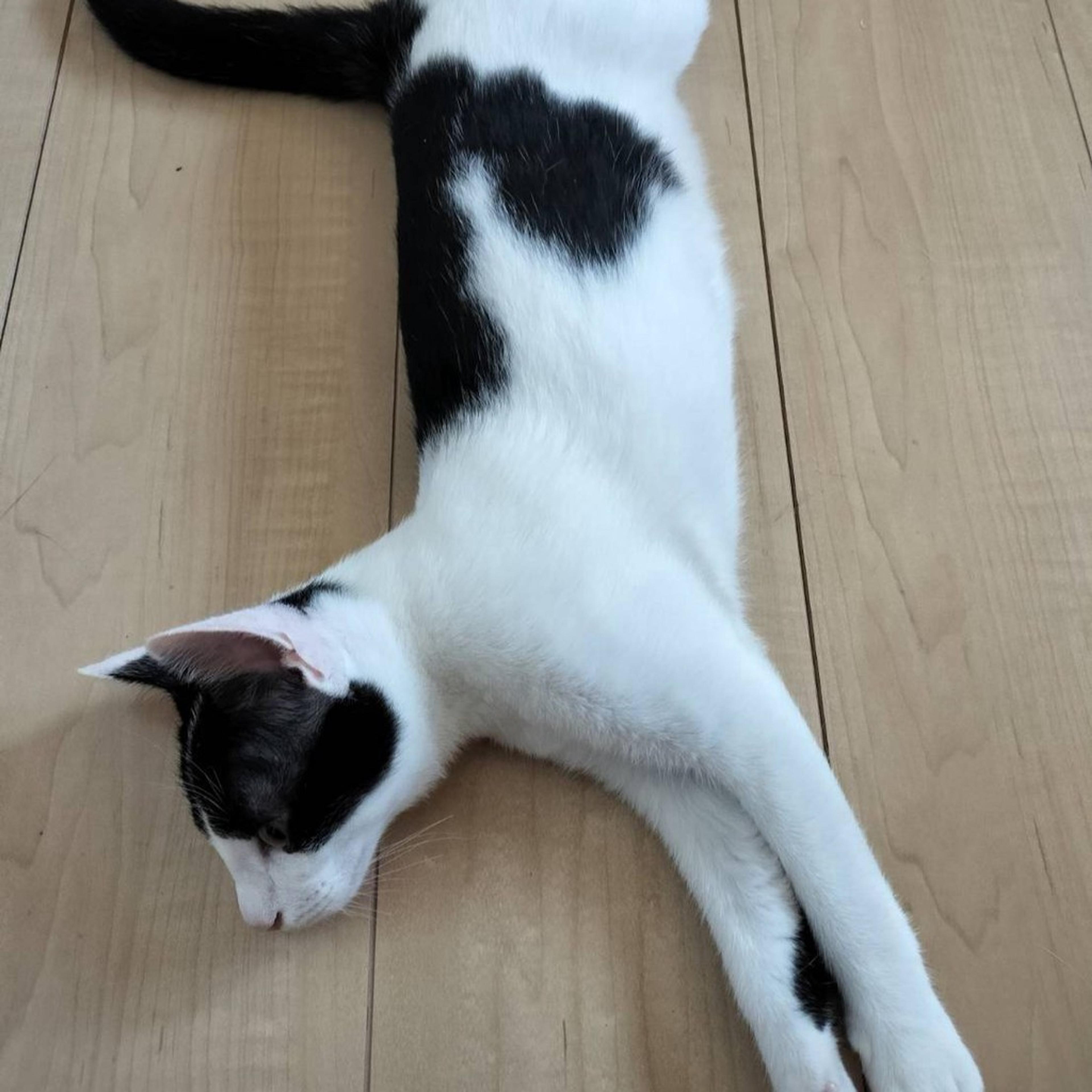 pet-image-5