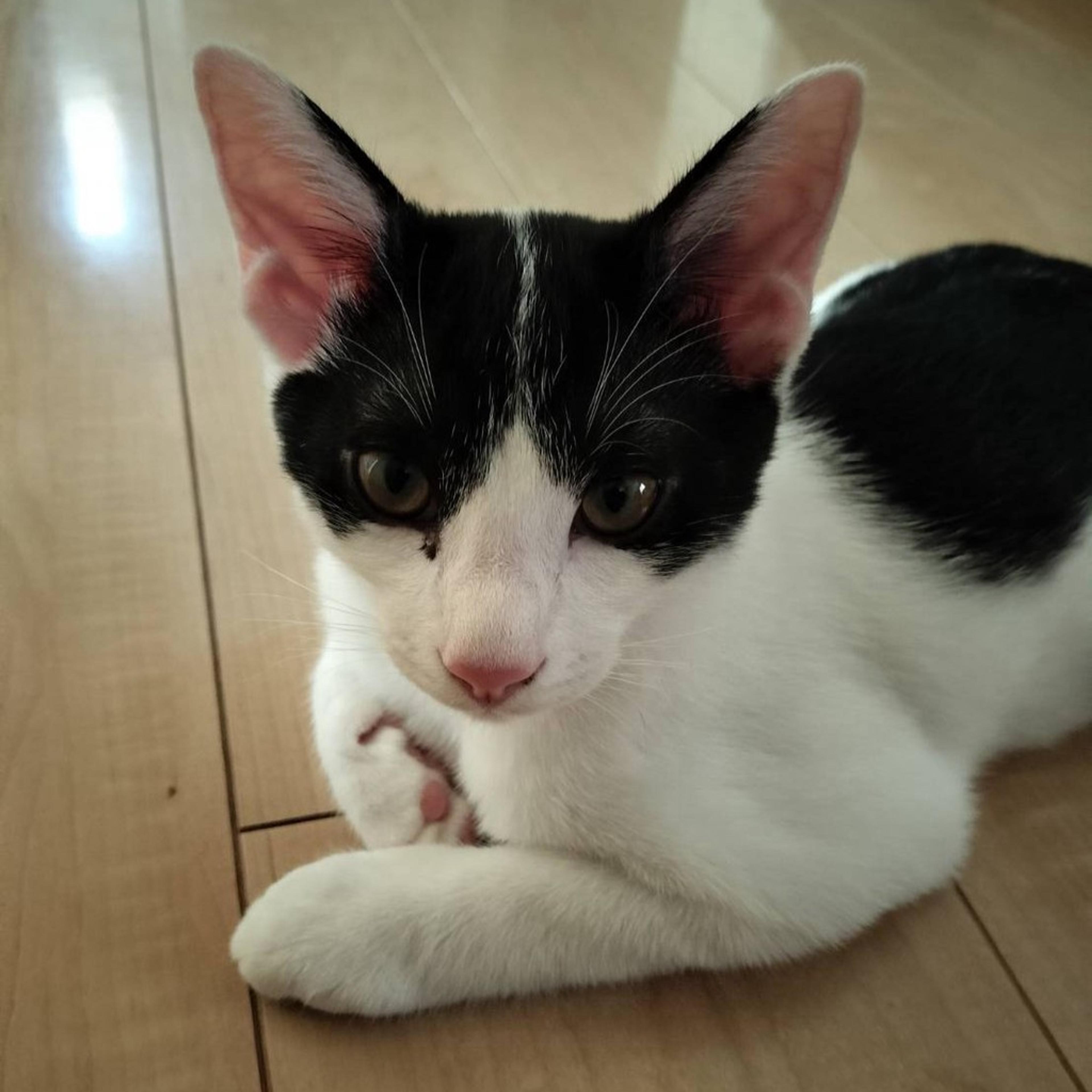 pet-image-7