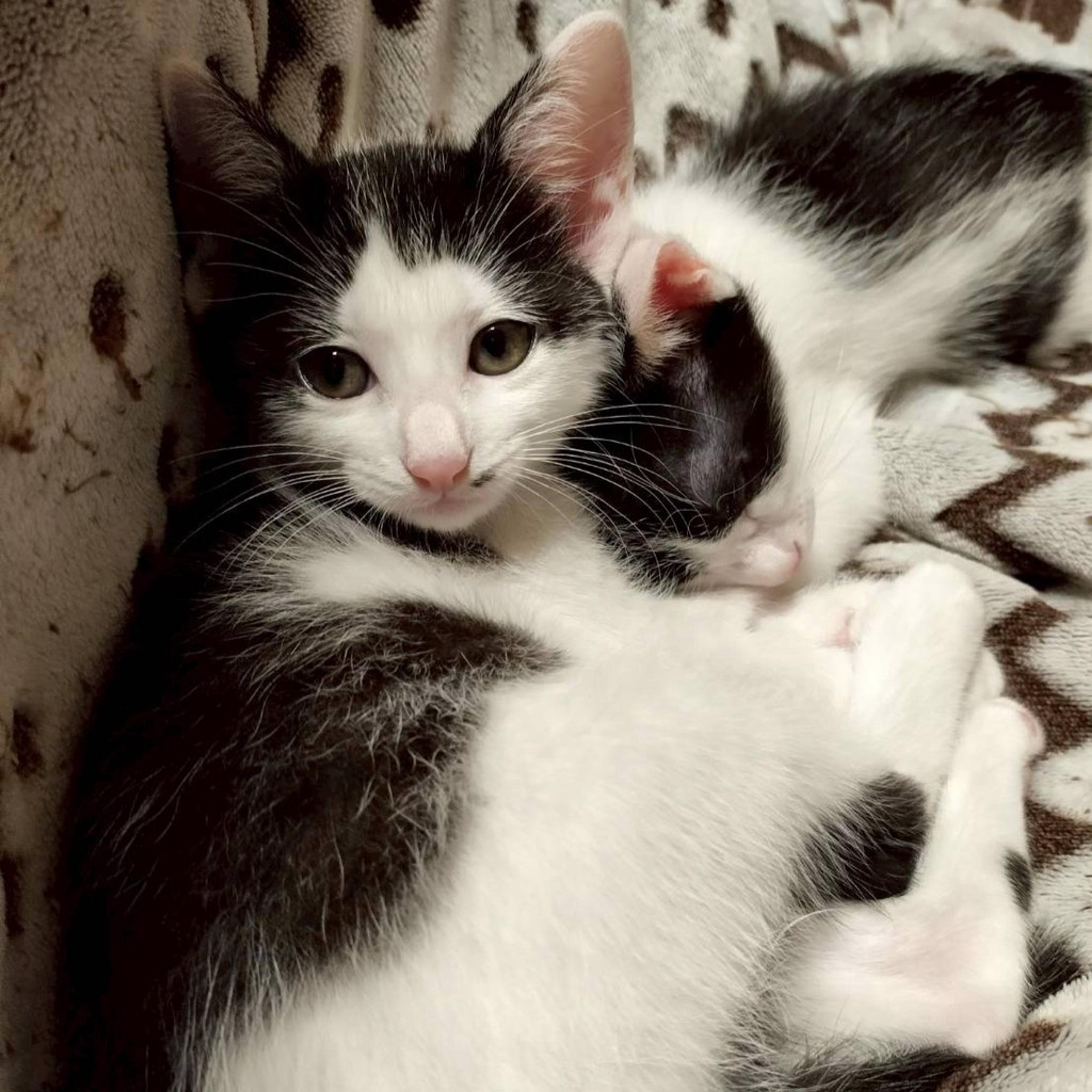 pet-image-2