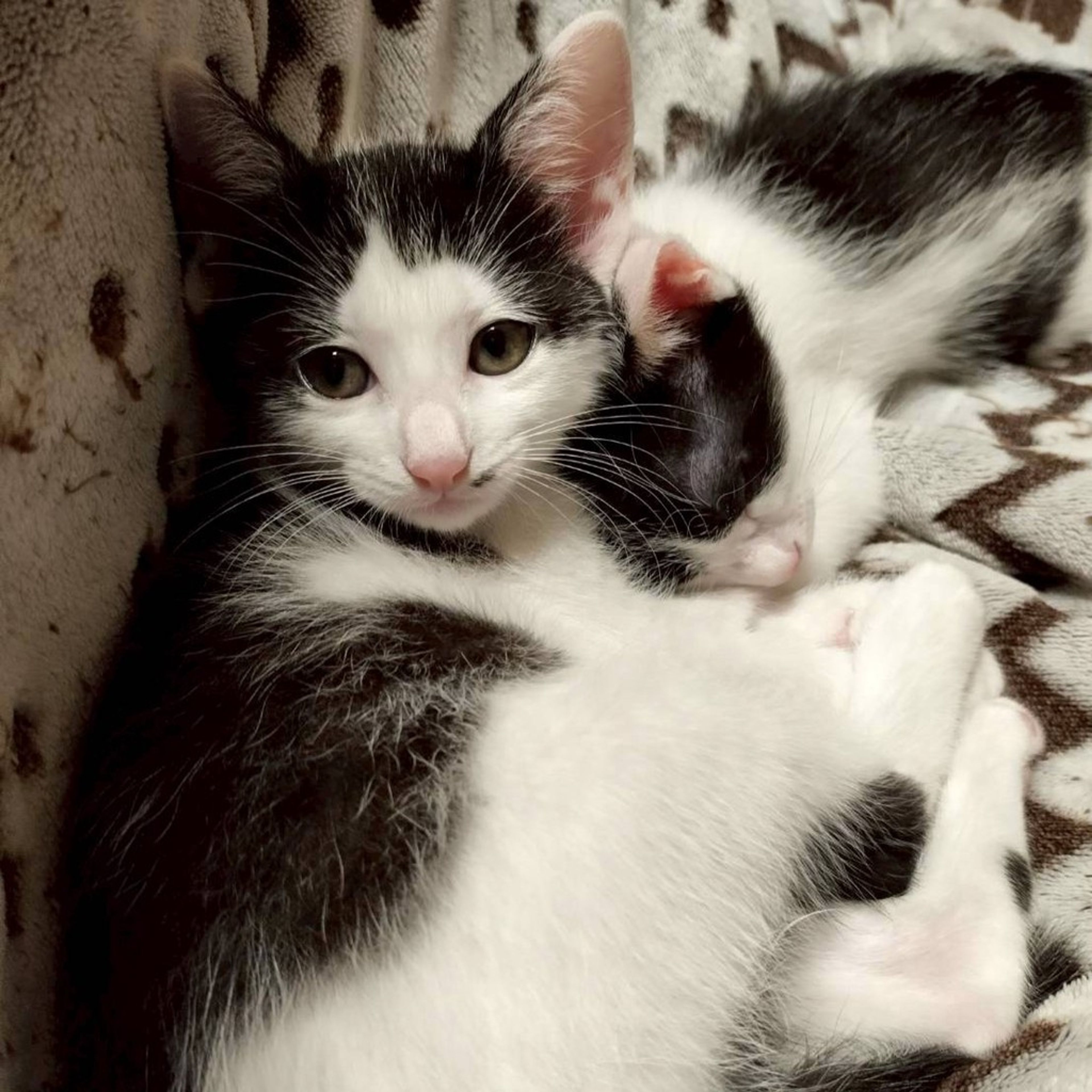 pet-image-2