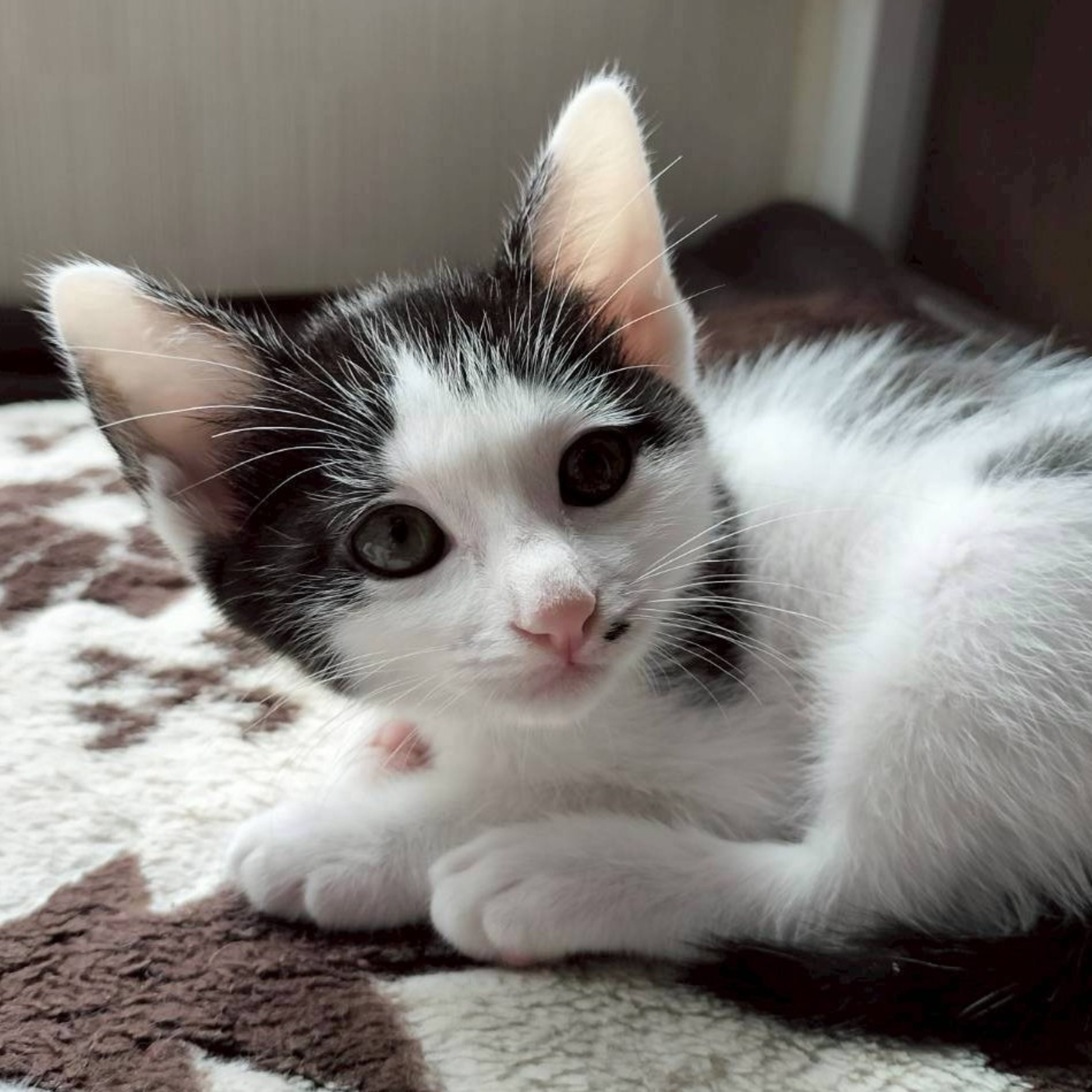 pet-image-3