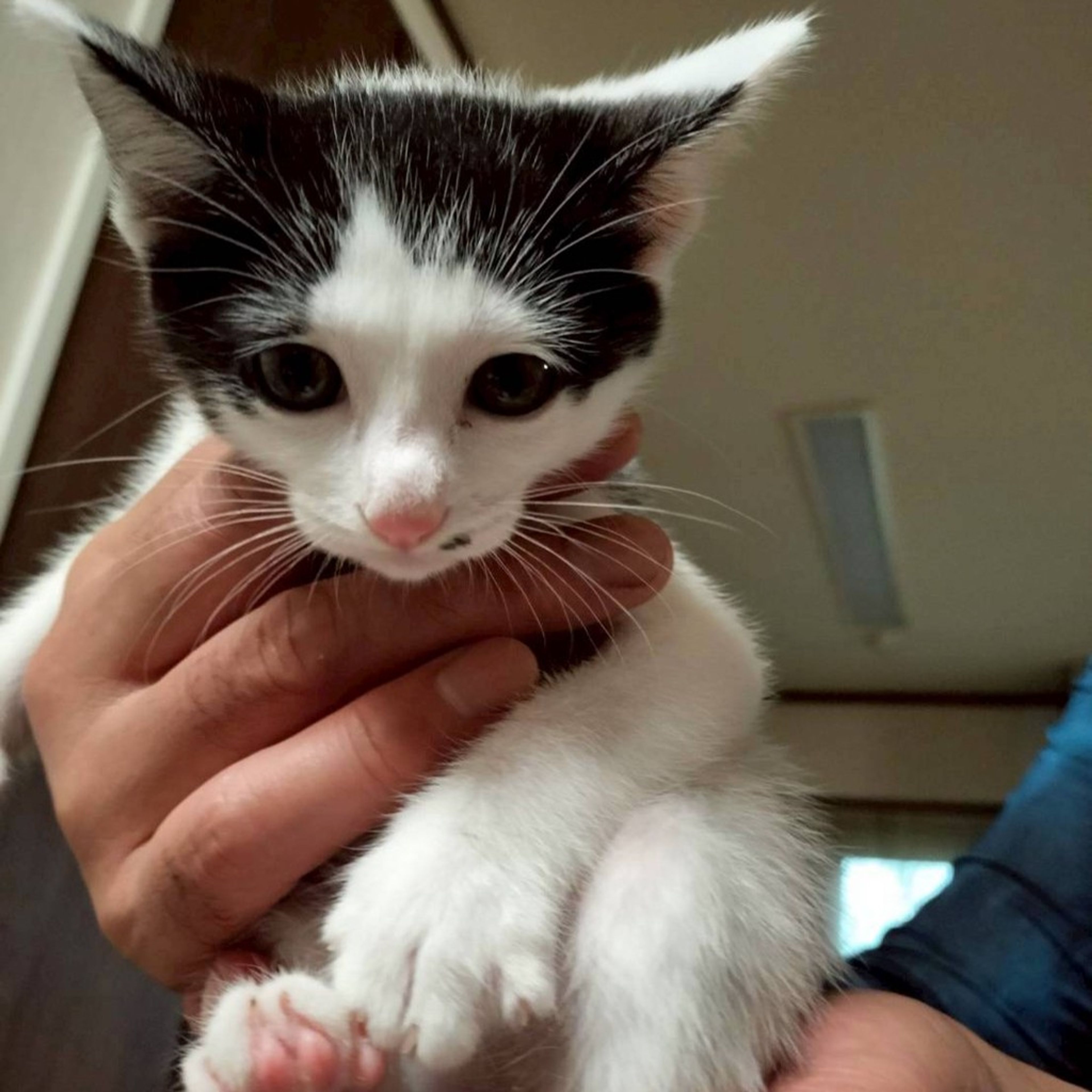pet-image-4