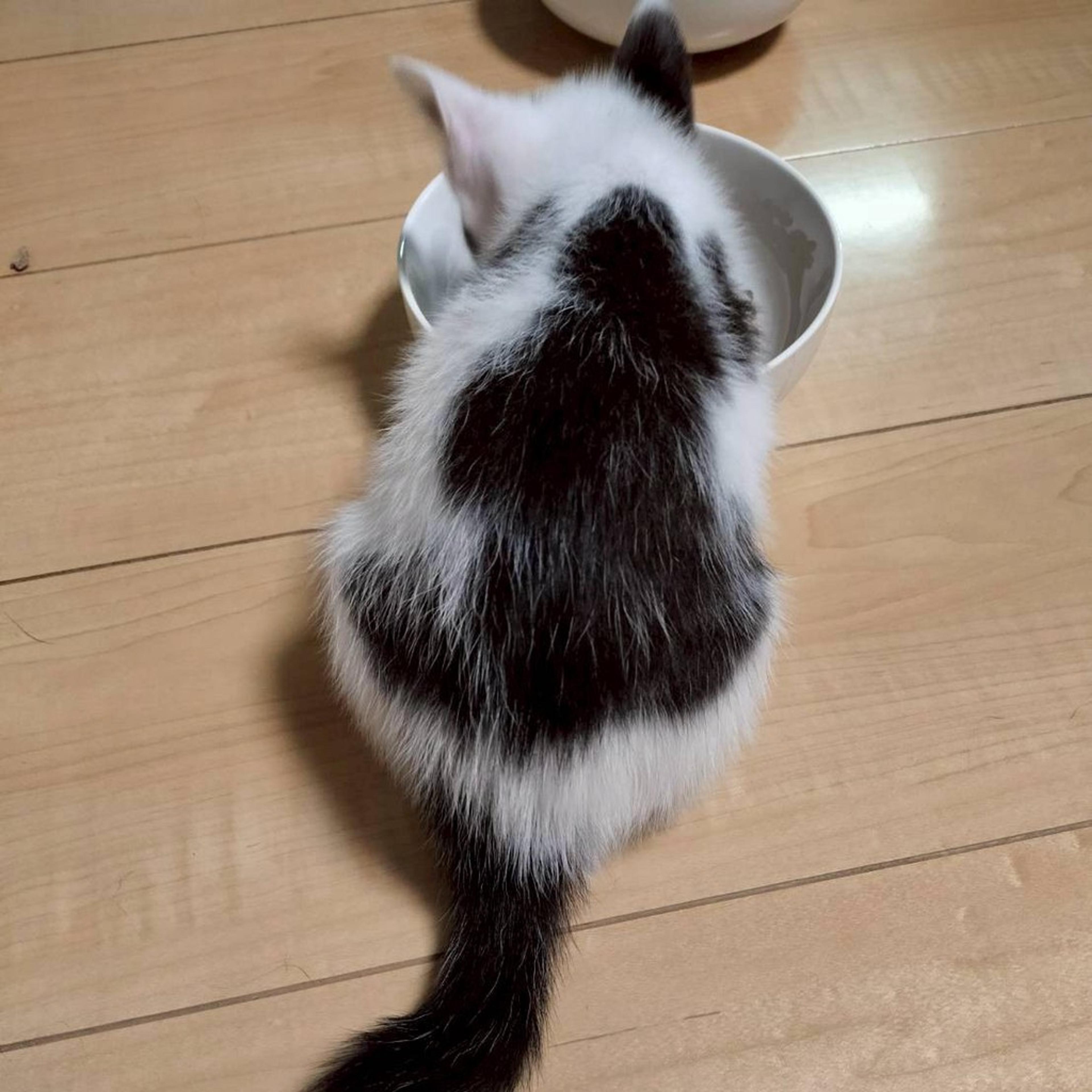 pet-image-5