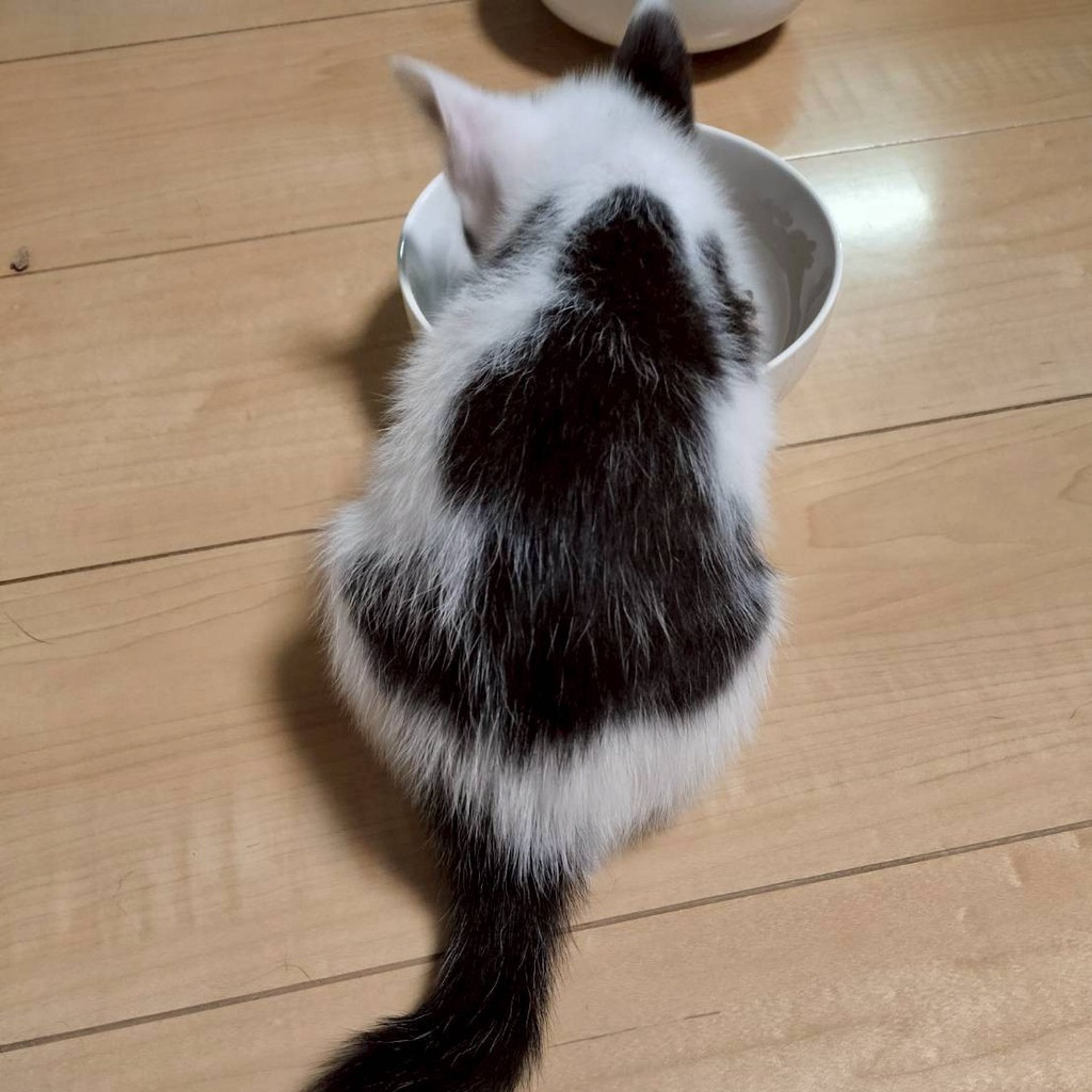 pet-image-5