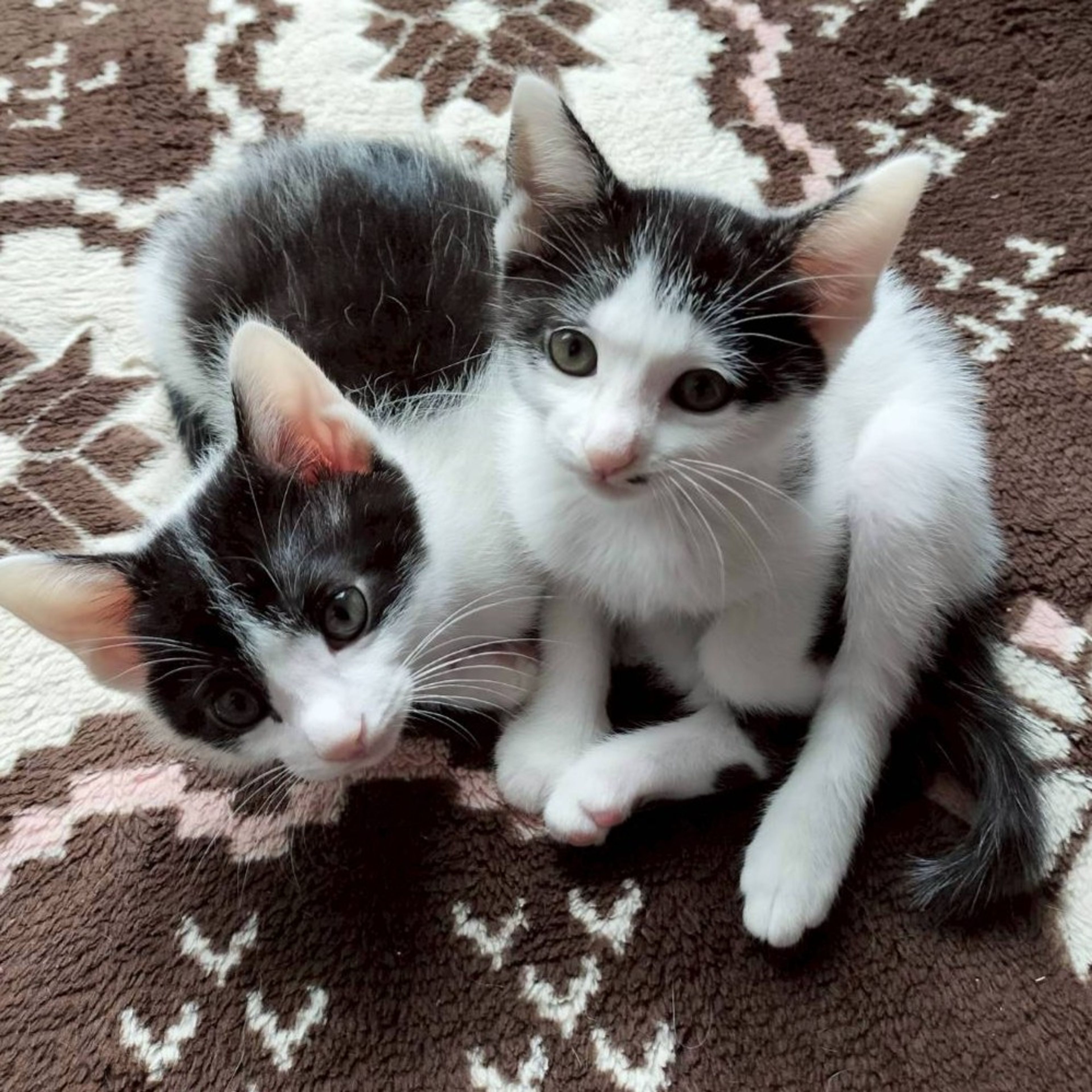 pet-image-7