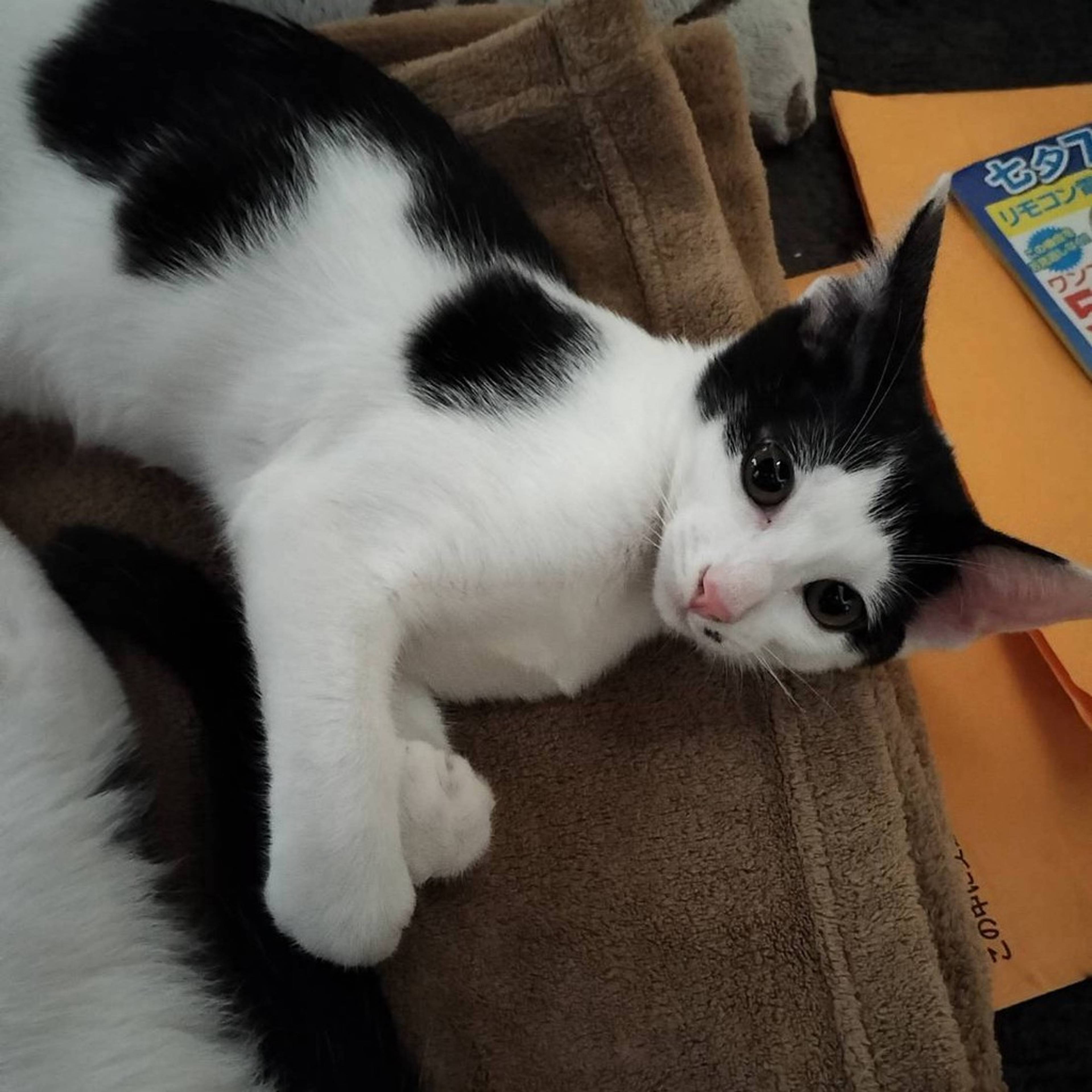 雑種（ミックス猫）・メスの里親募集の写真