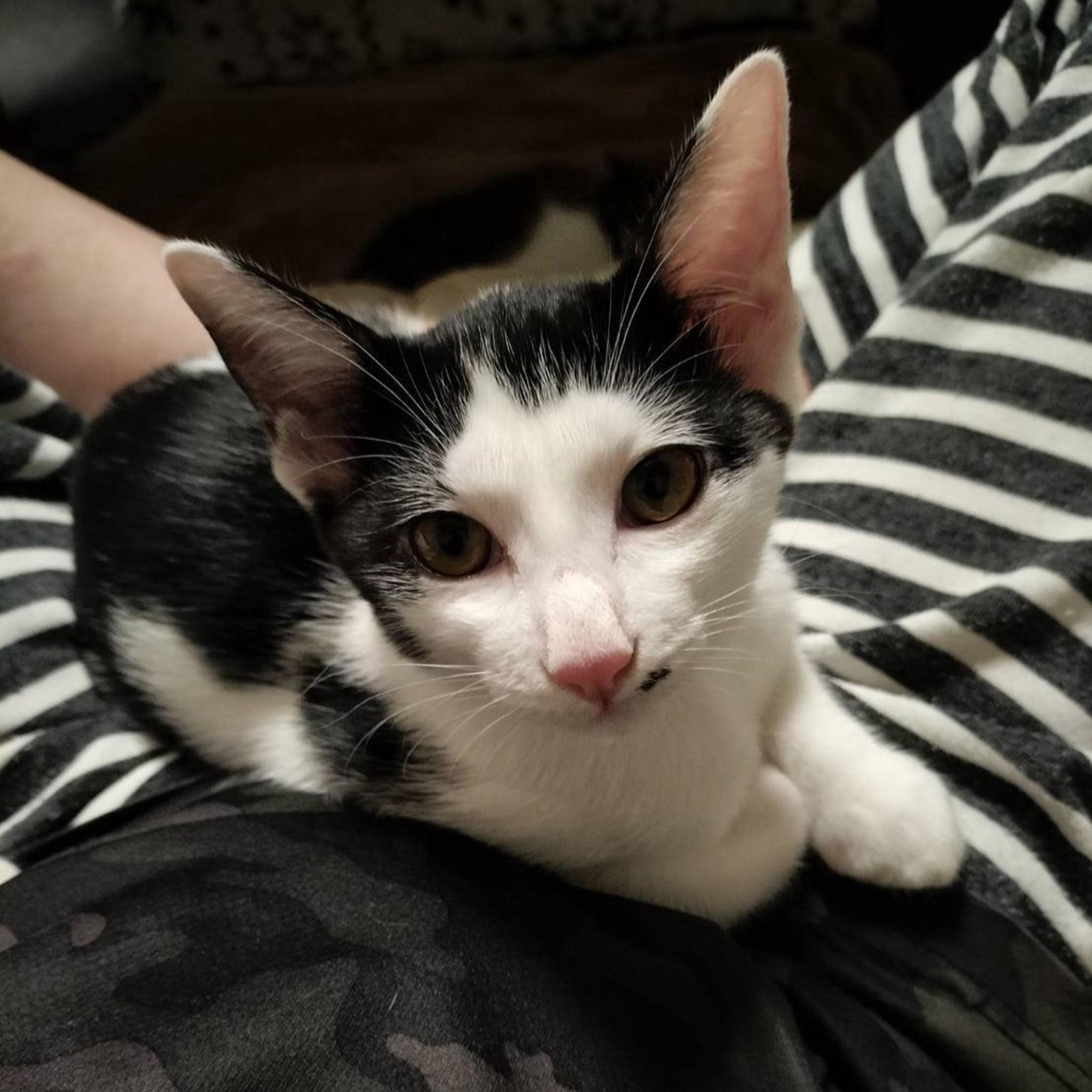 pet-image-2