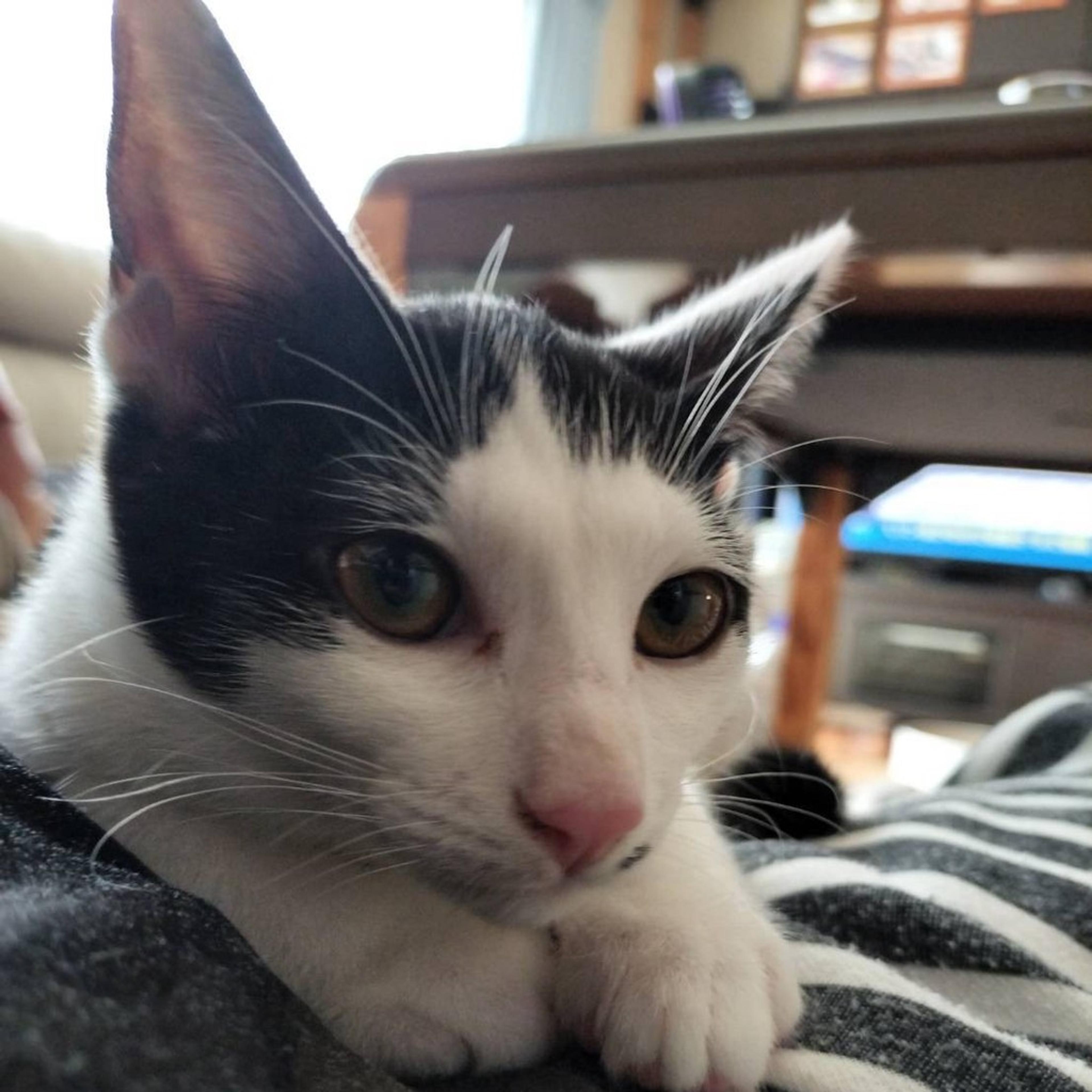 pet-image-7