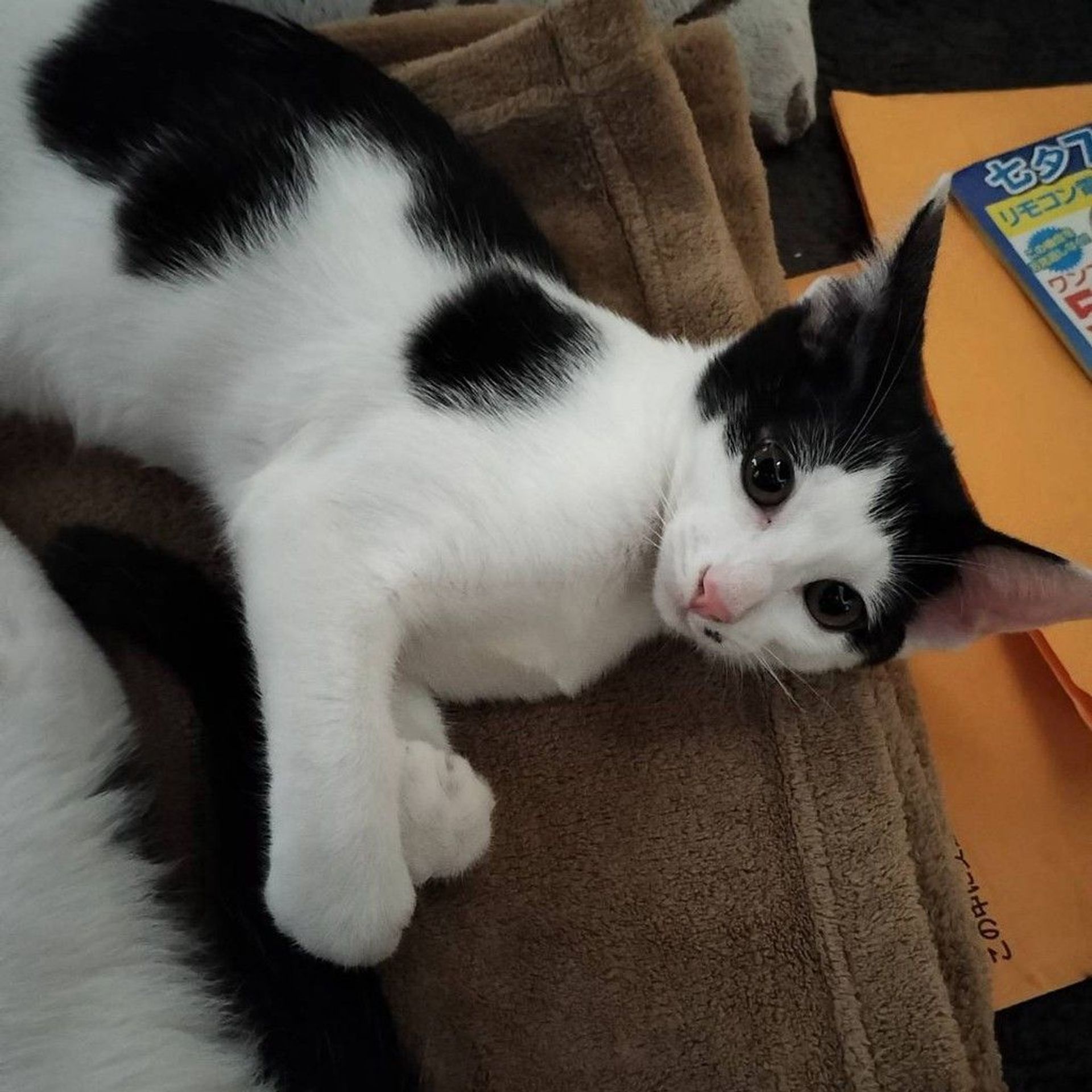 雑種（ミックス猫）・メスの里親募集の写真