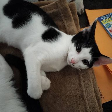 きゅるんの写真