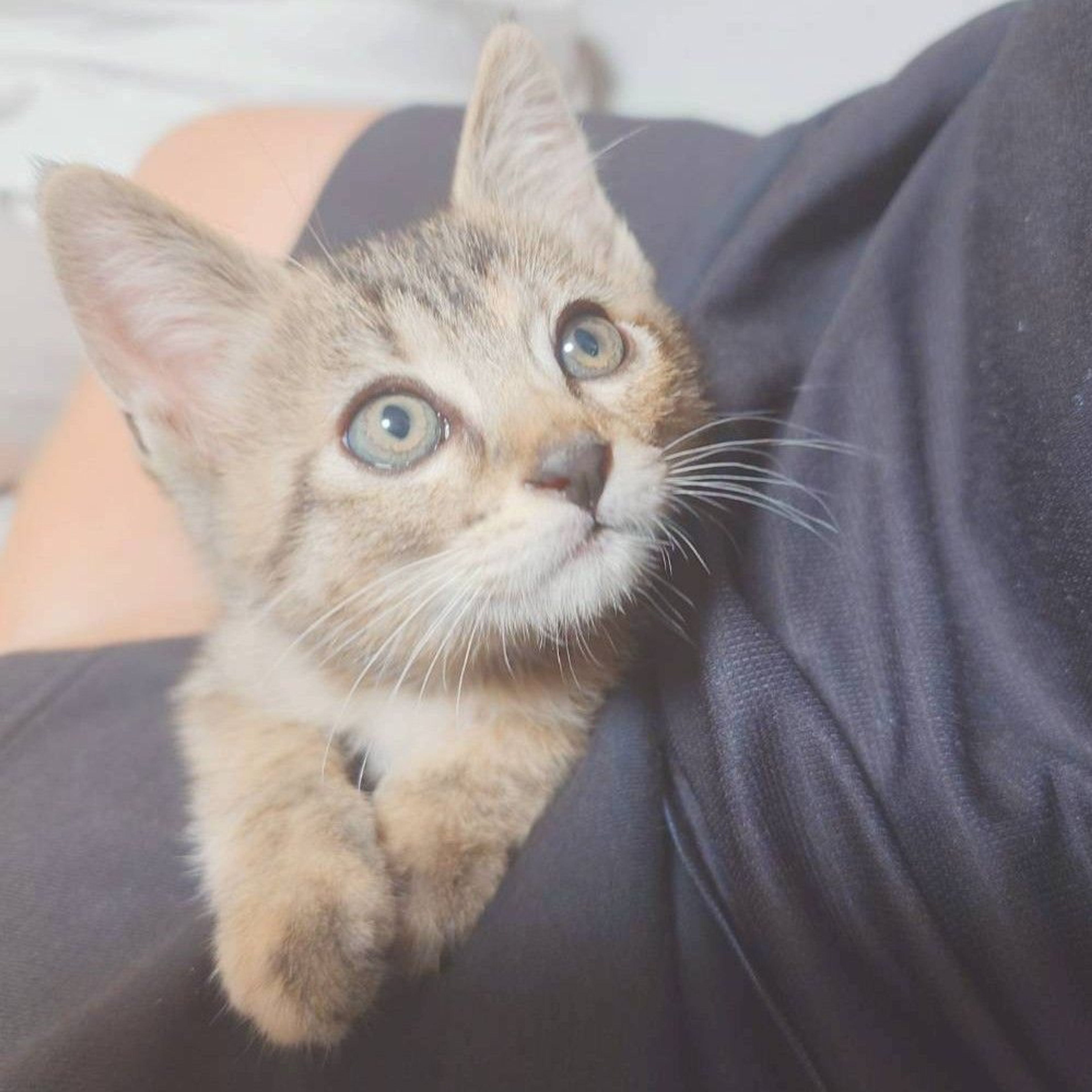 pet-image-4