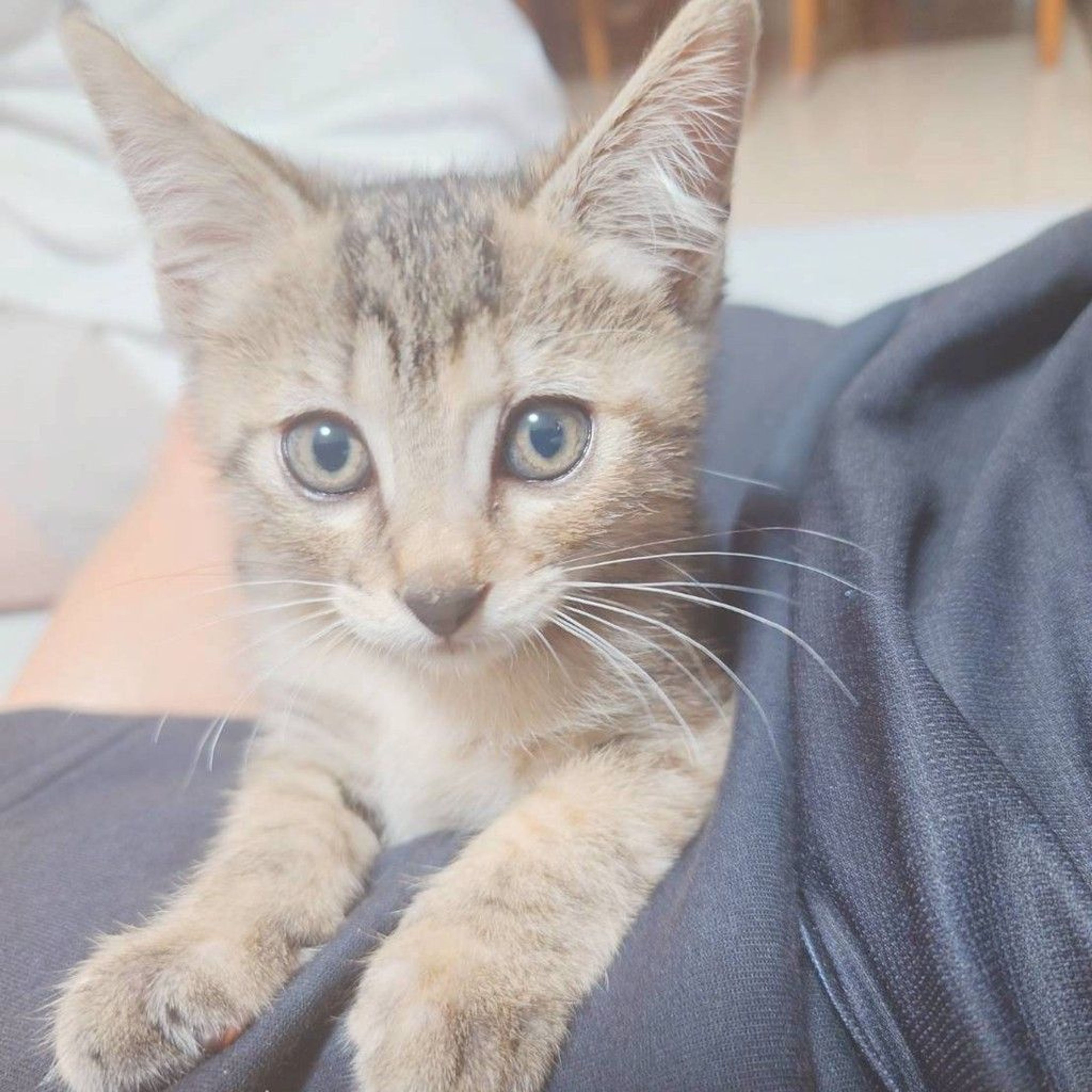 pet-image-5