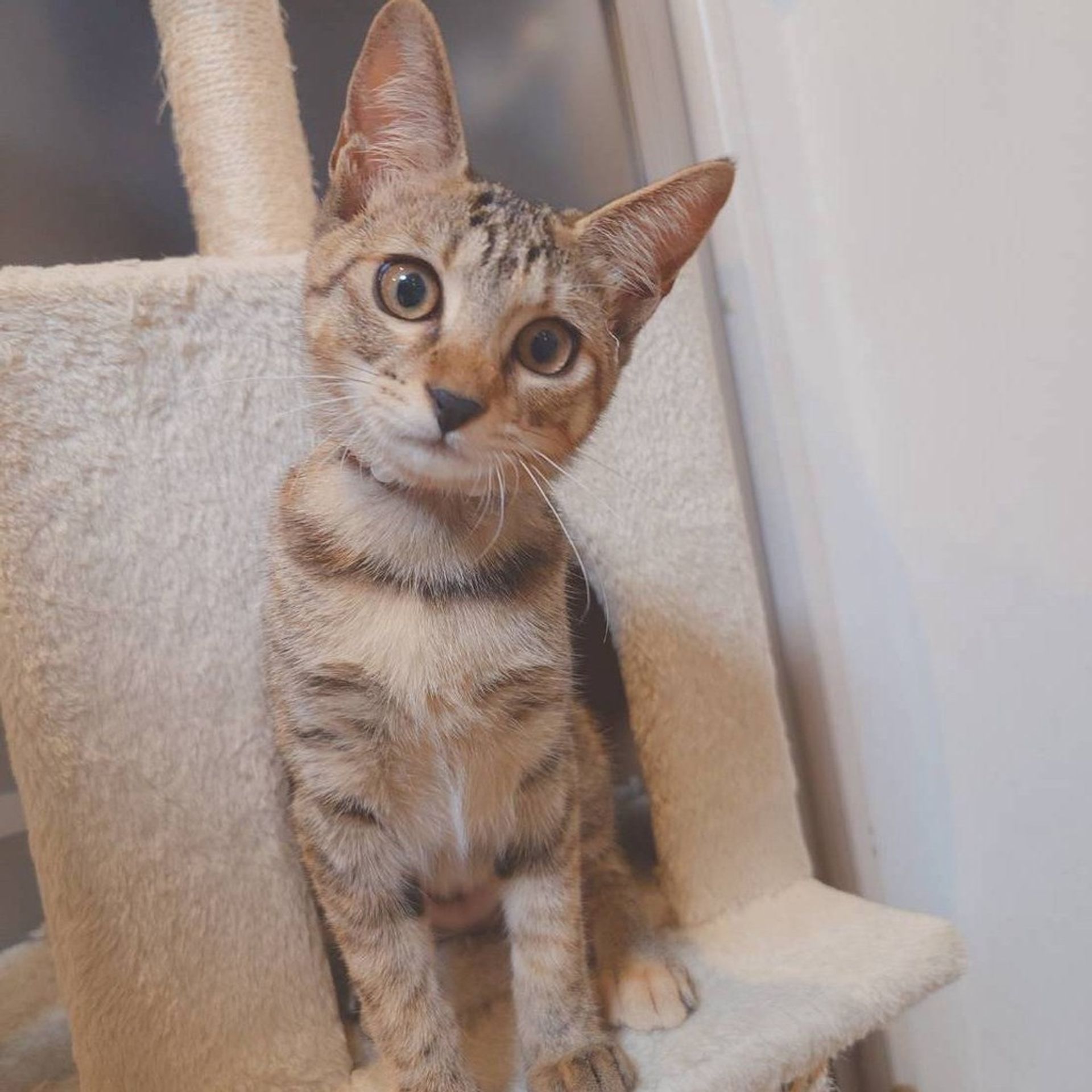 雑種（ミックス猫）・メスの里親募集の写真