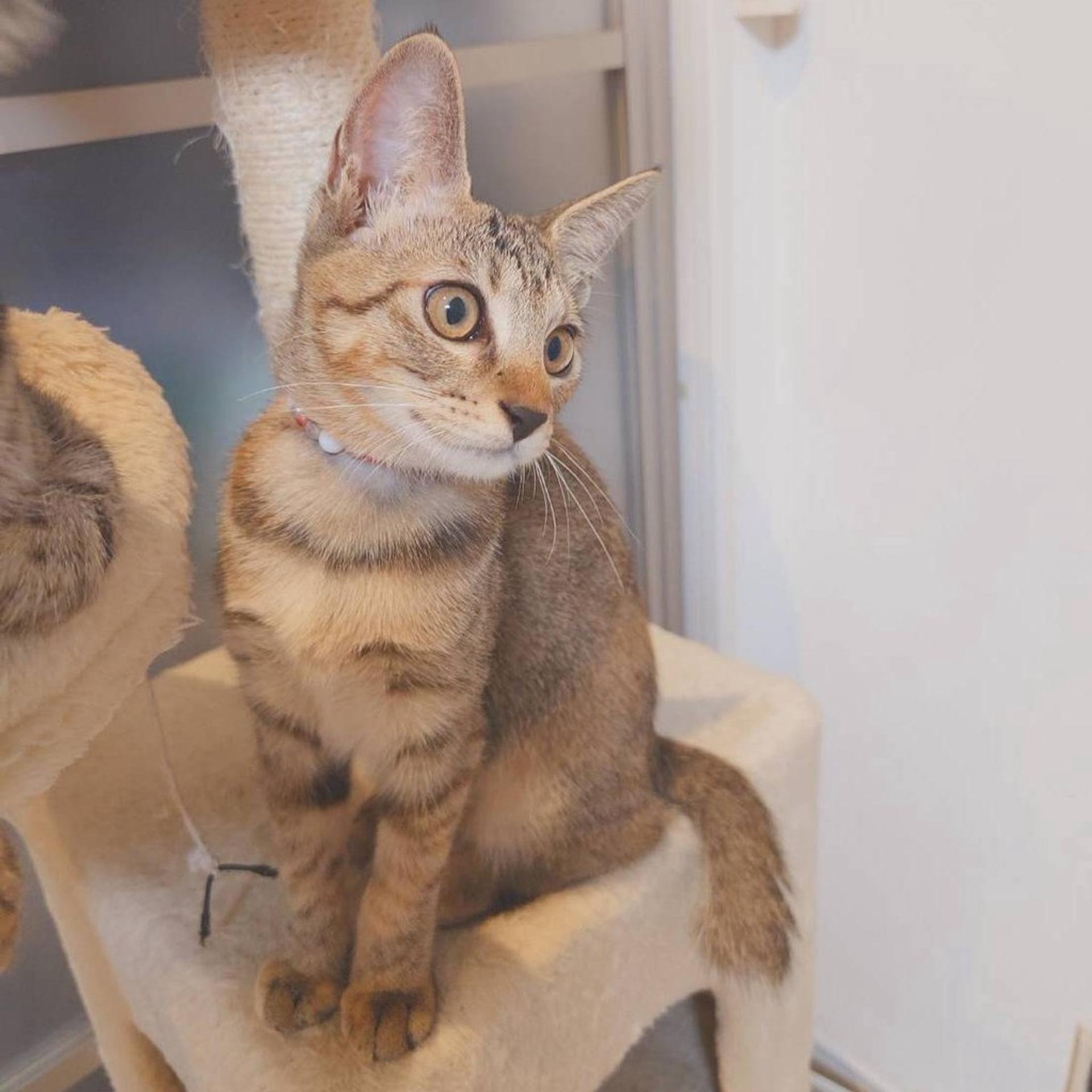 pet-image-5