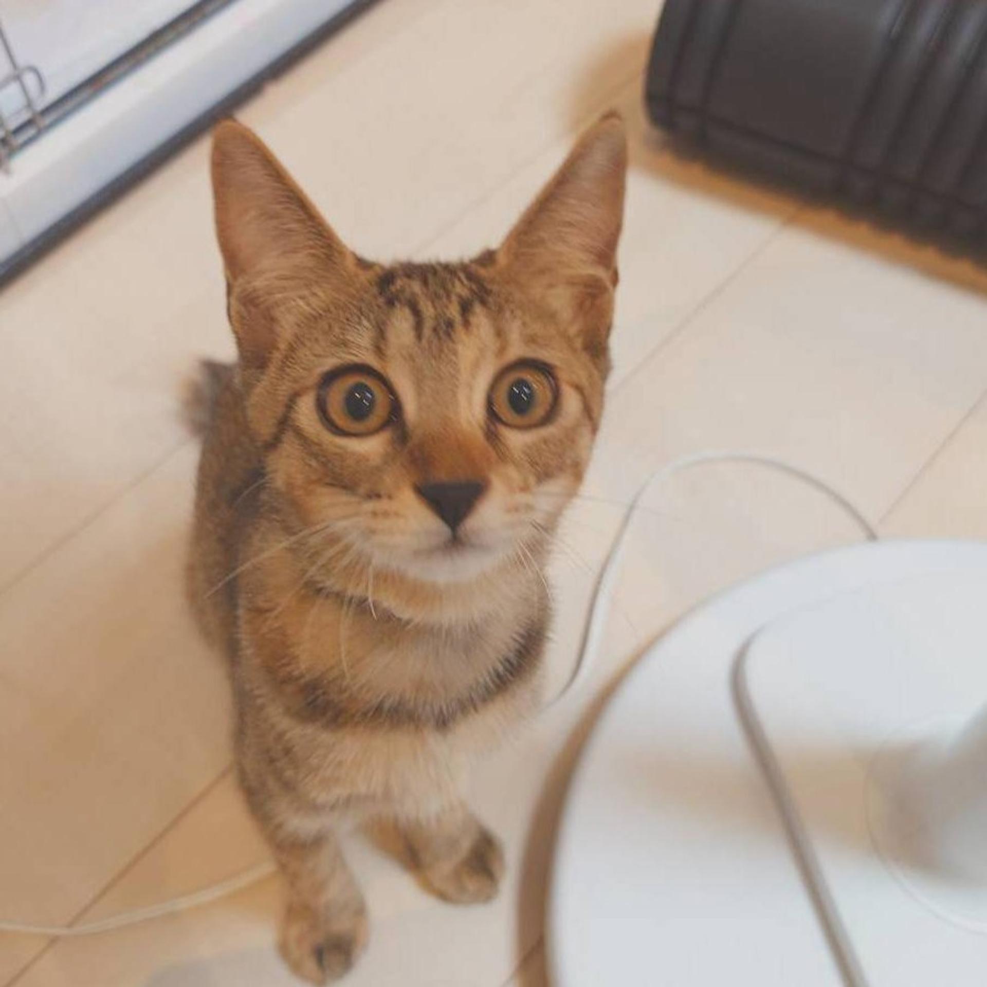 pet-image-6