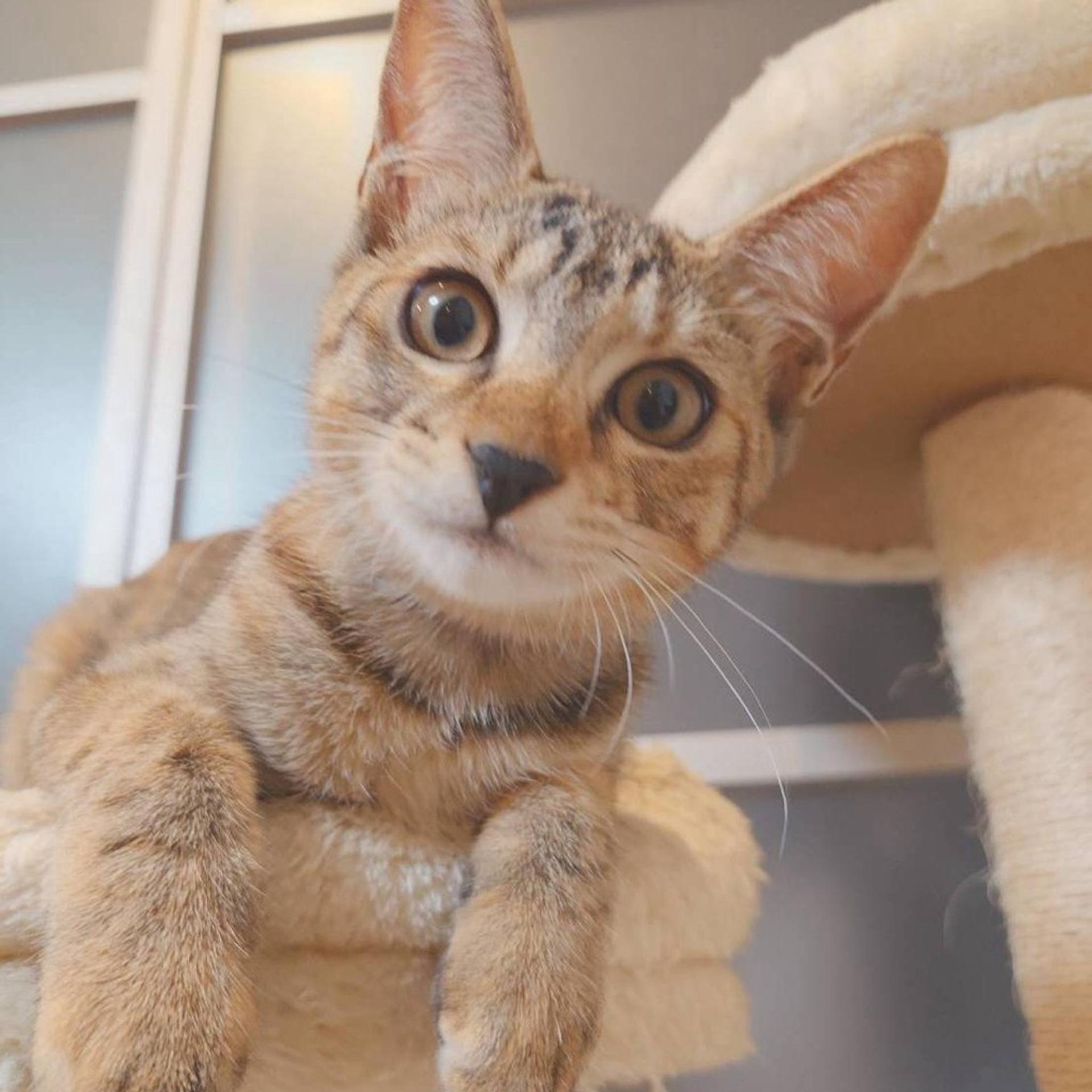 pet-image-7
