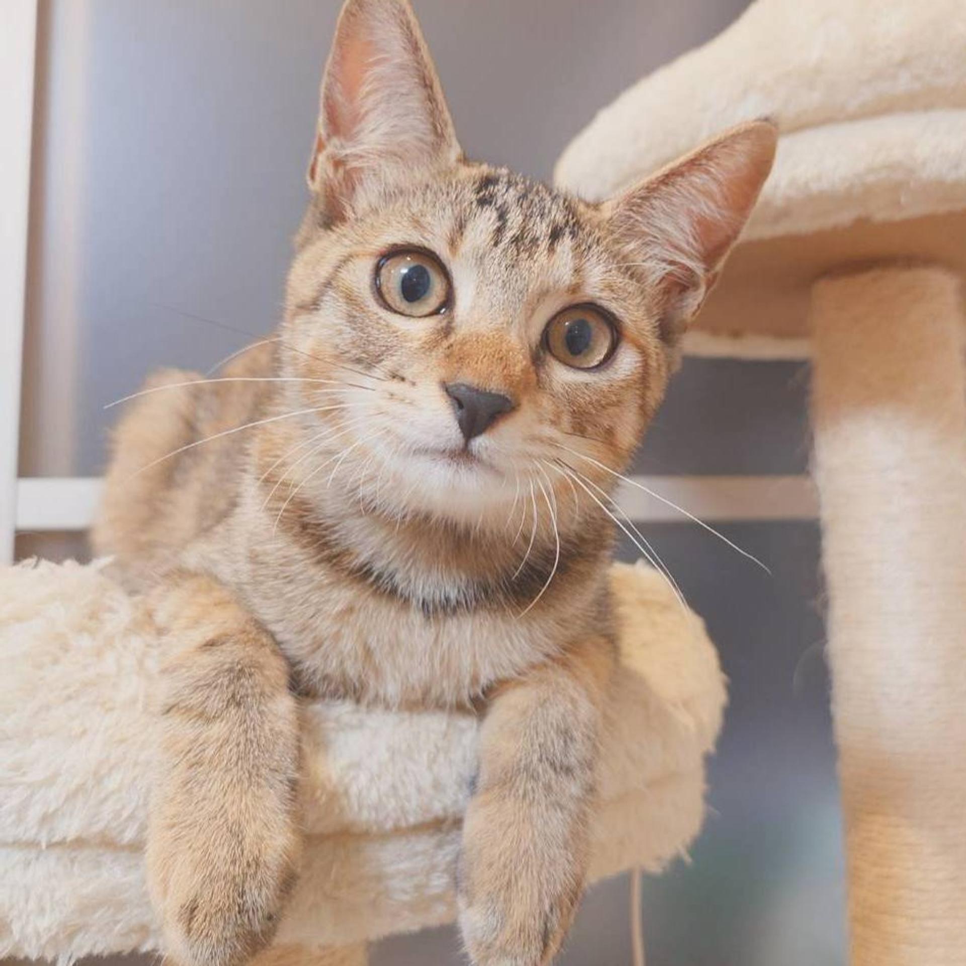 pet-image-8