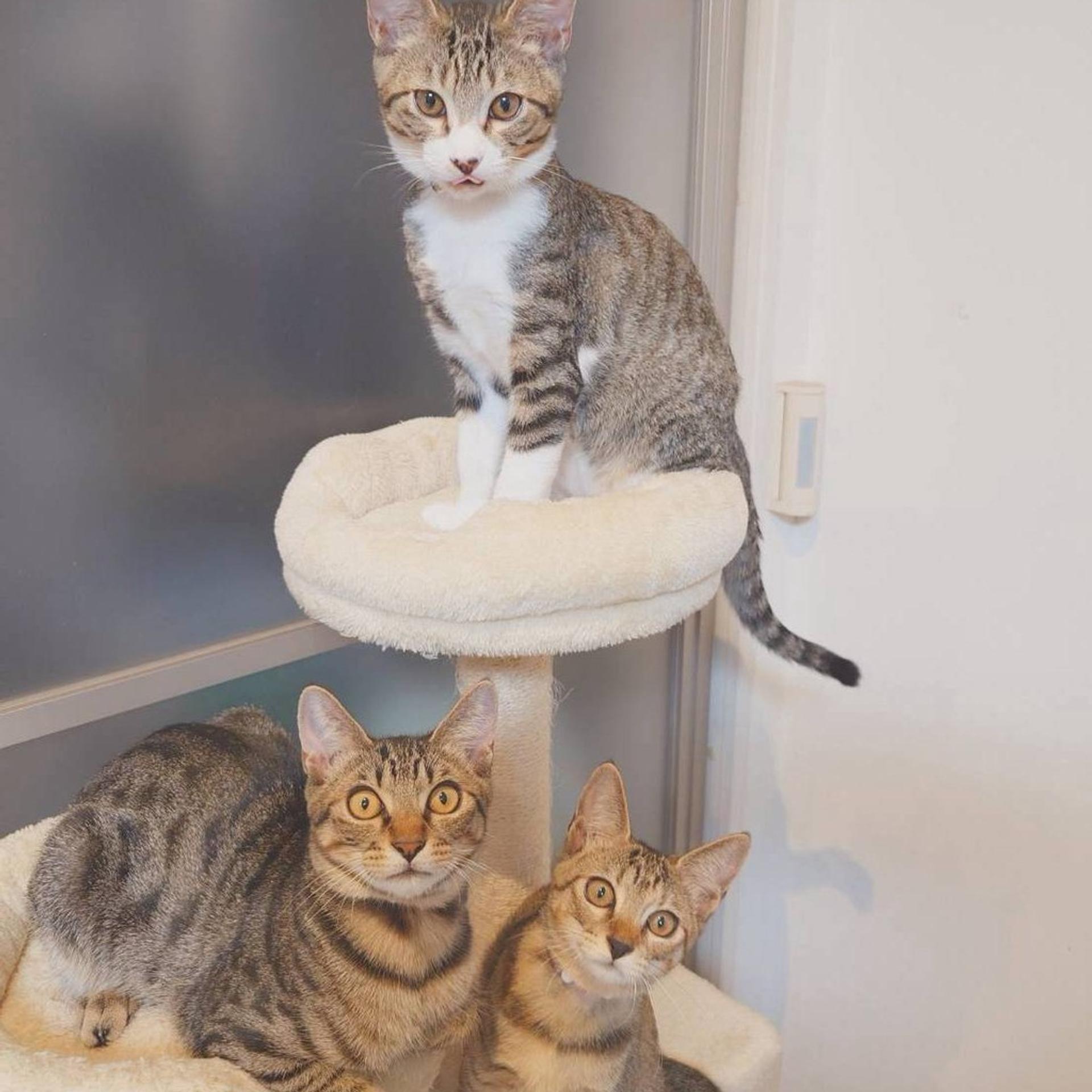 pet-image-9