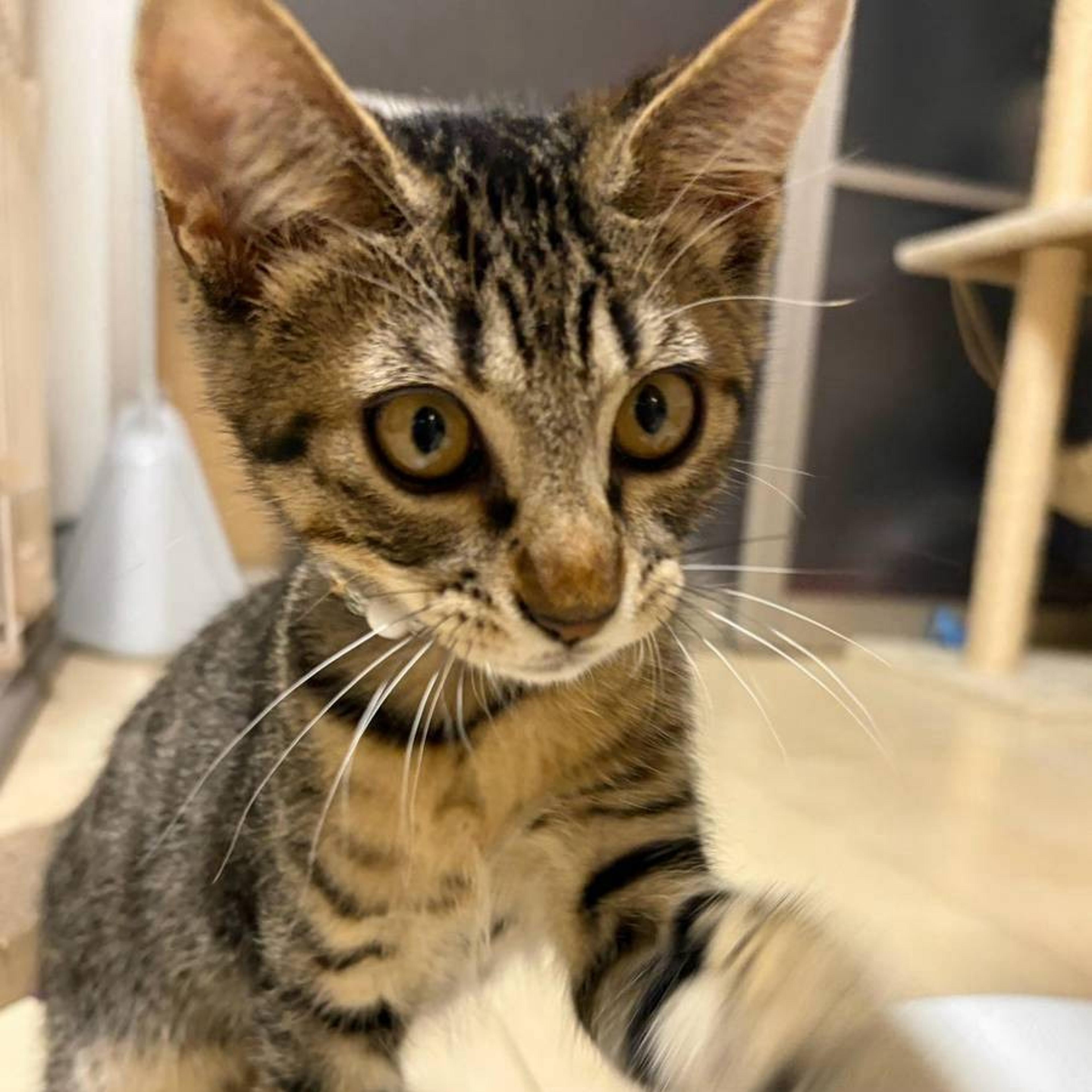 pet-image-5