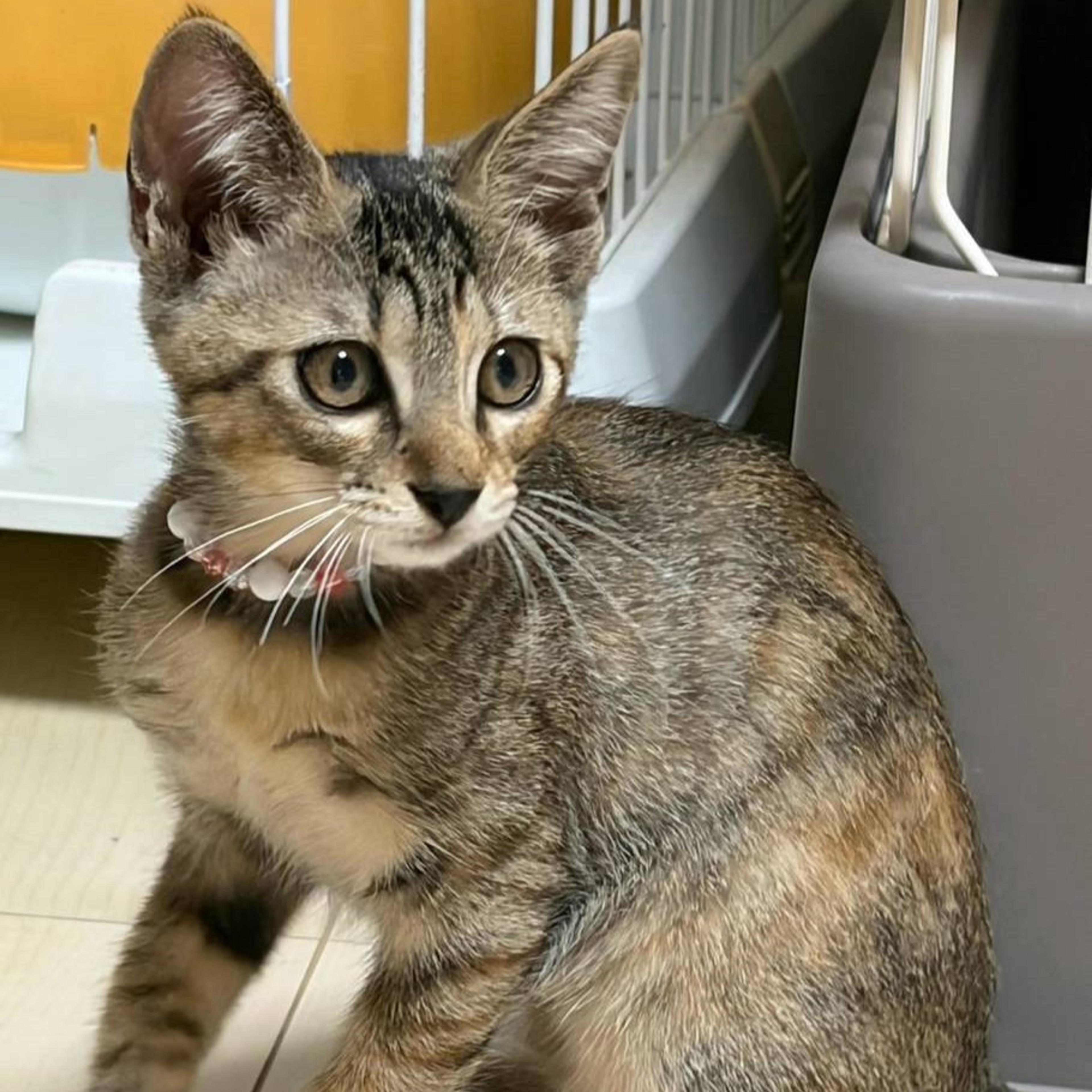 pet-image-6