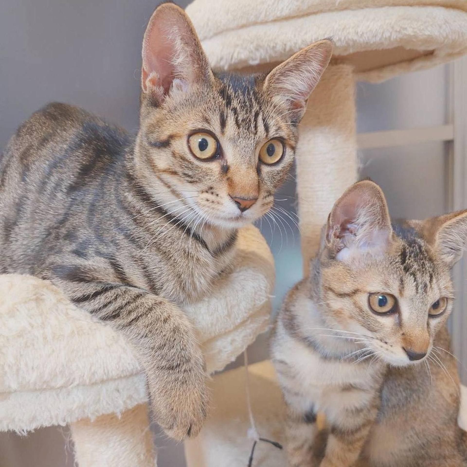 pet-image-4