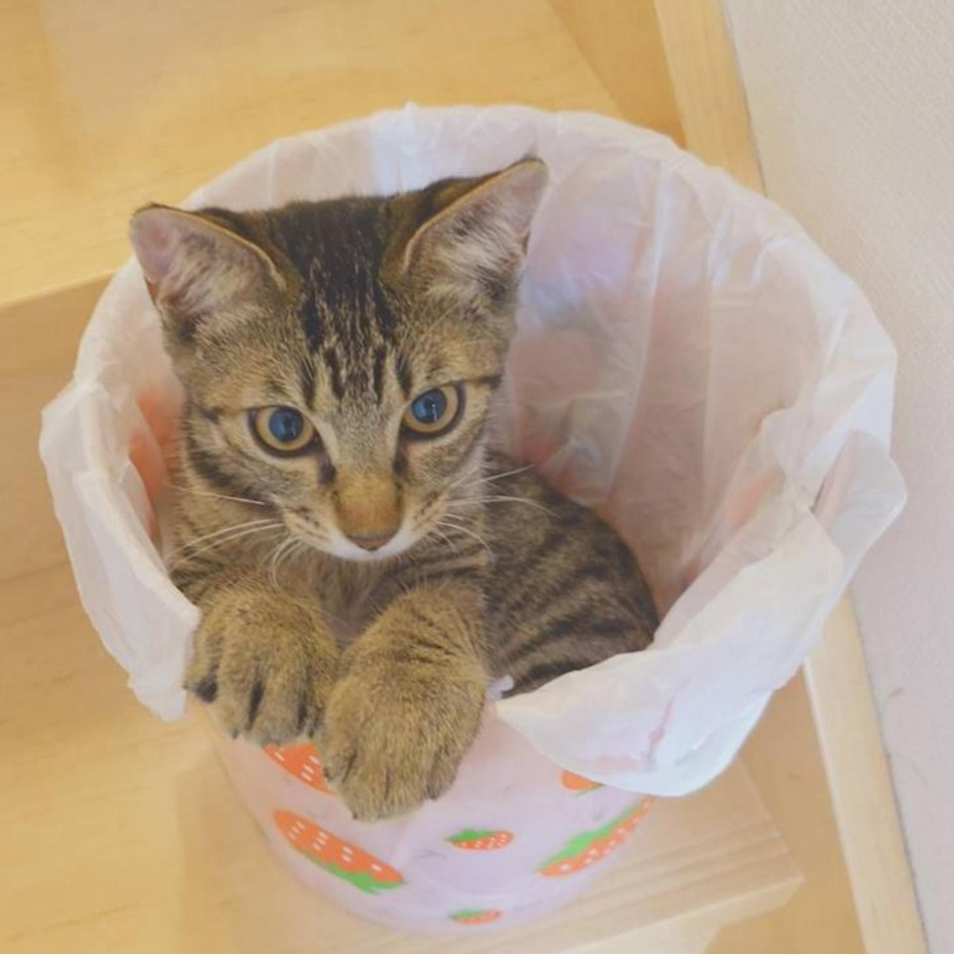 pet-image-7