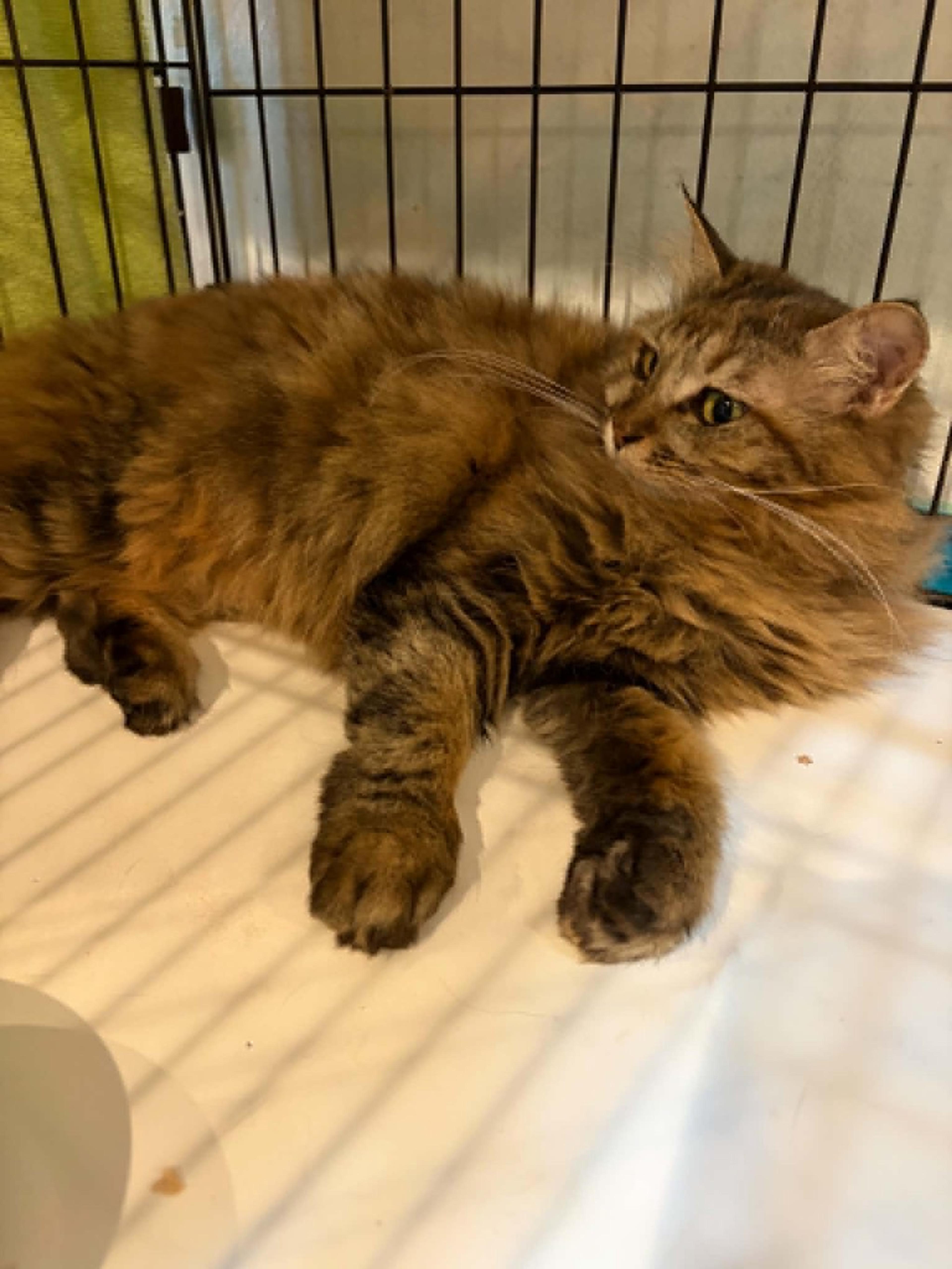 pet-image-5