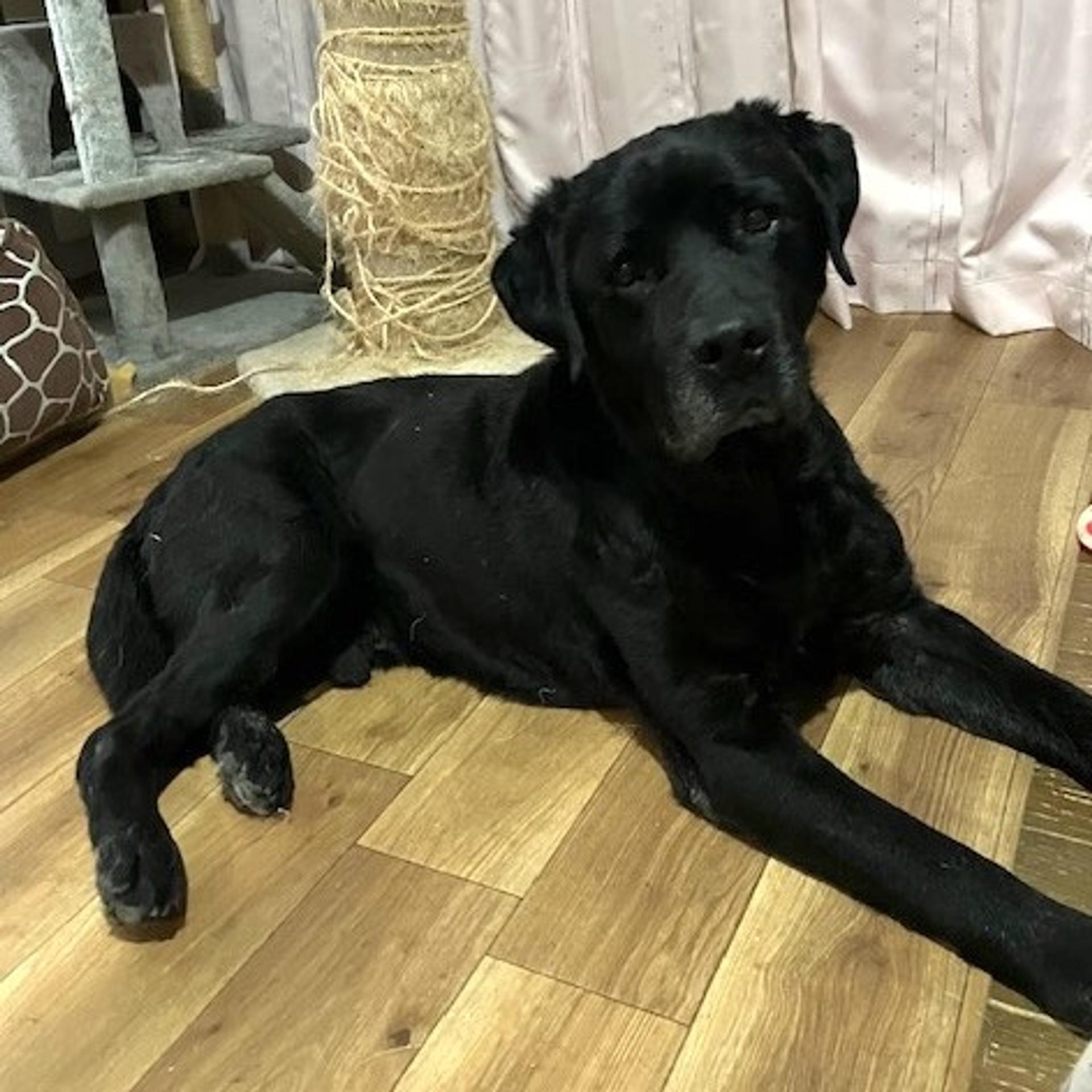 pet-image-3