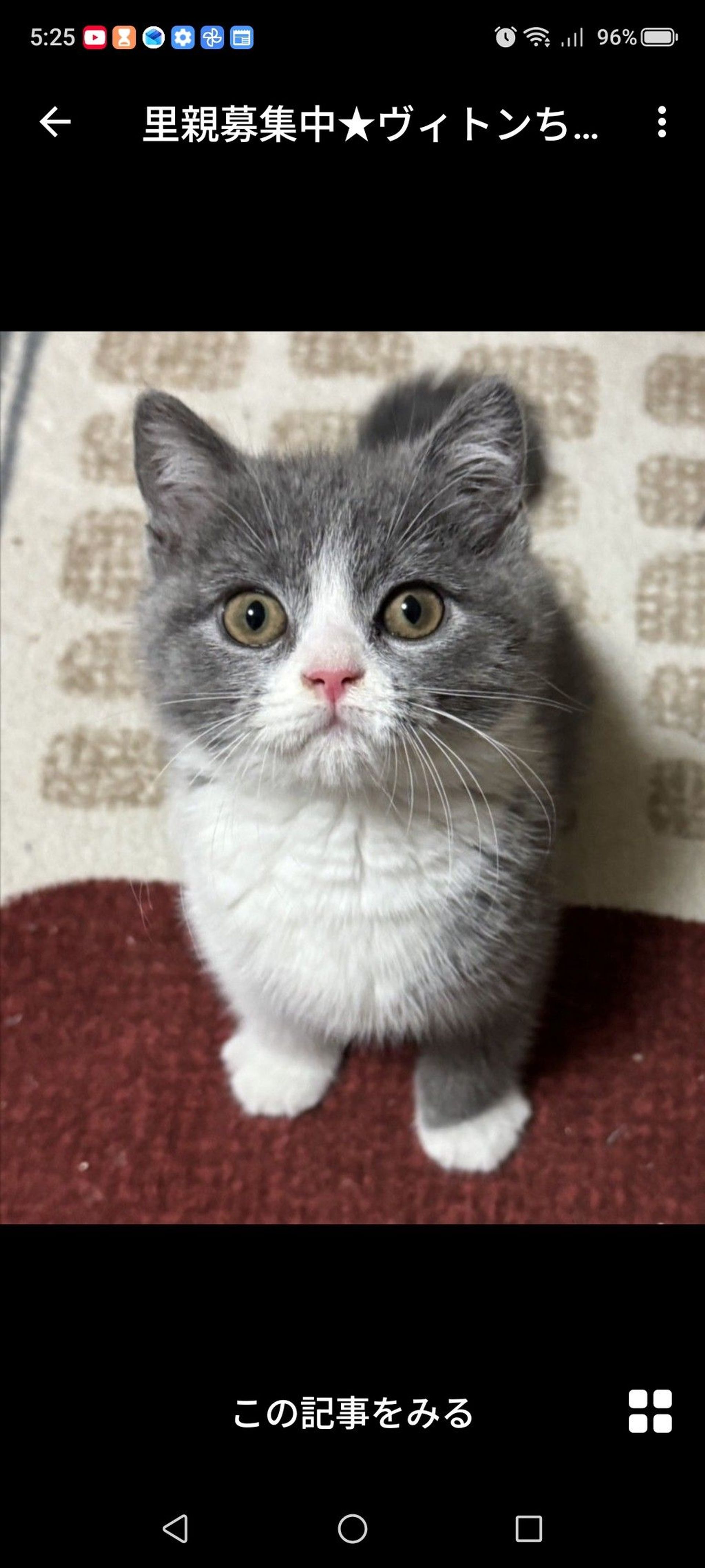 雑種（ミックス猫）・メスの里親募集の写真