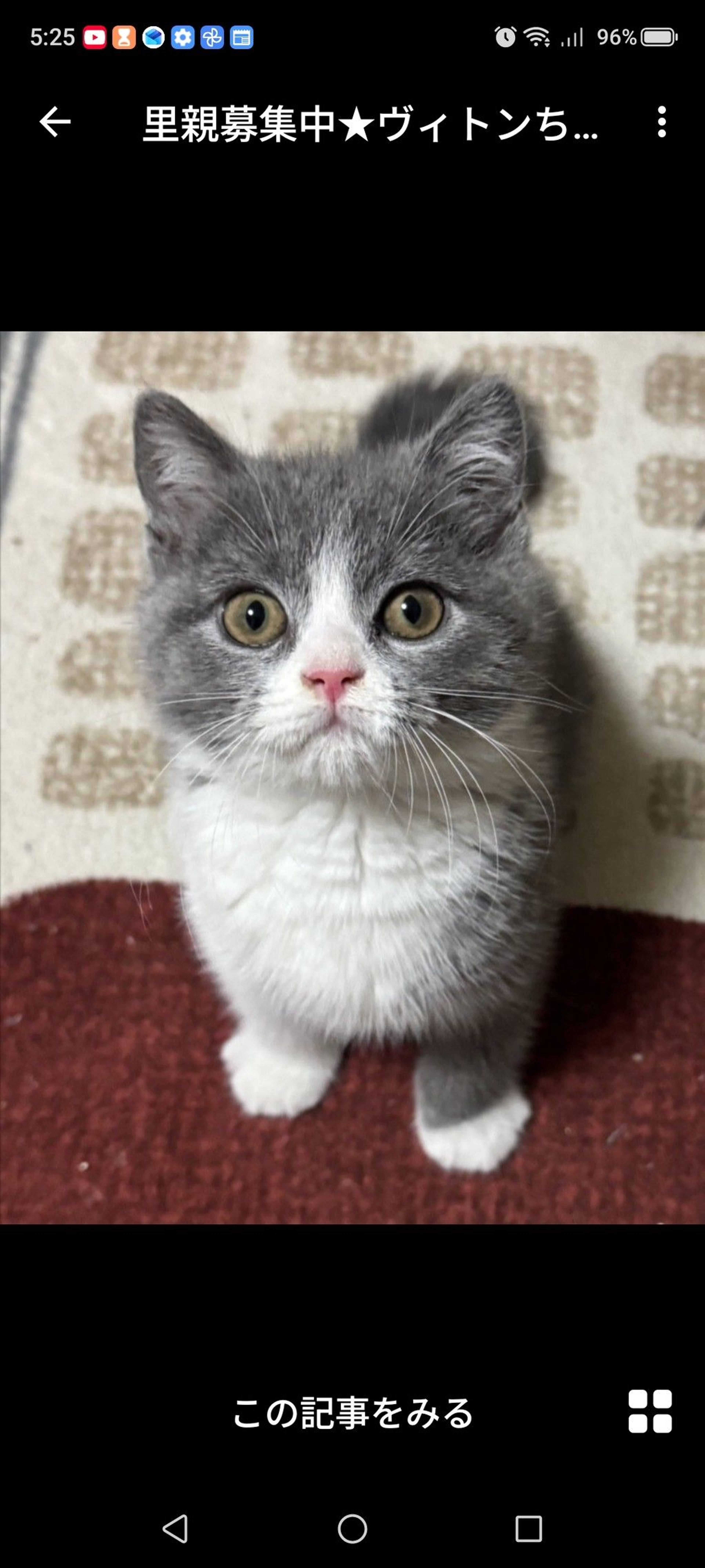 雑種（ミックス猫）・メスの里親募集の写真