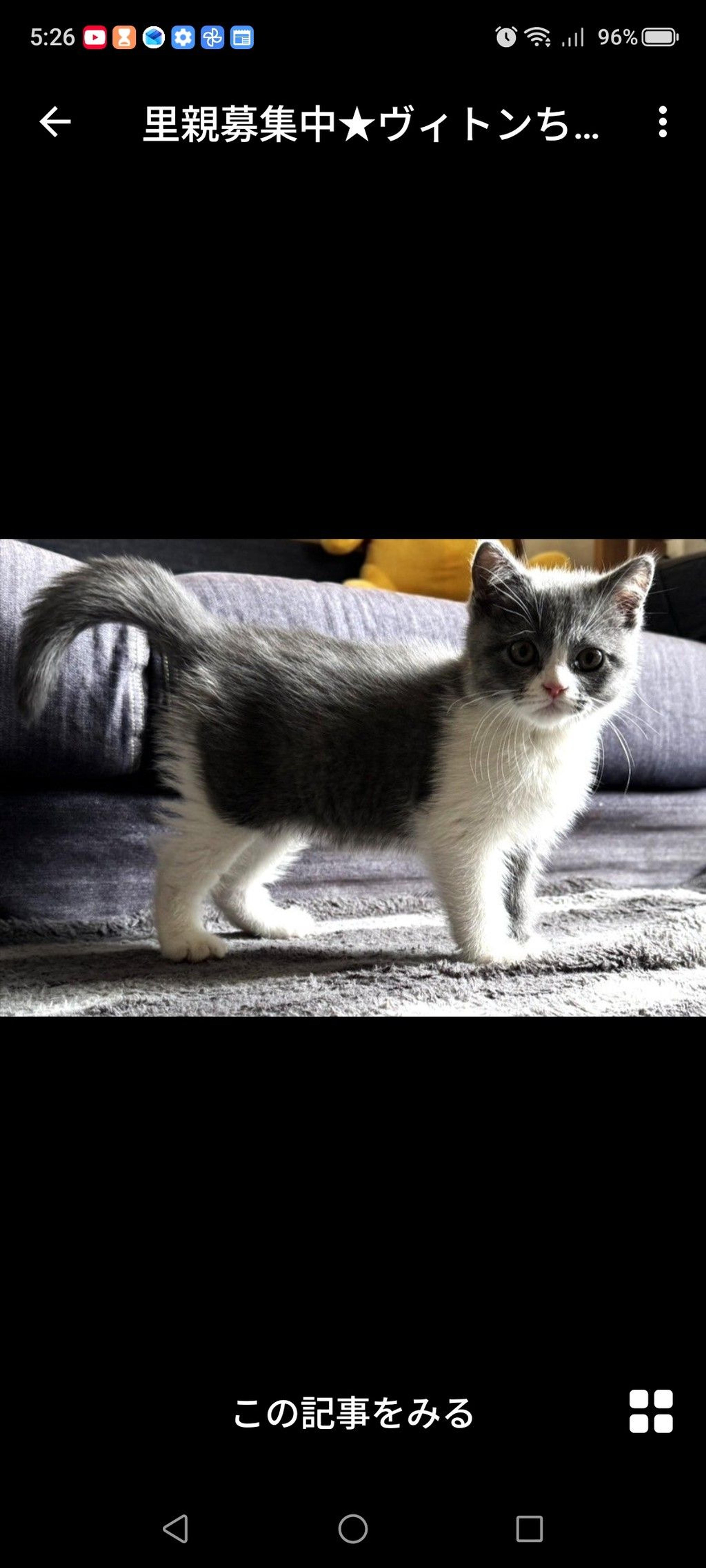 pet-image-3