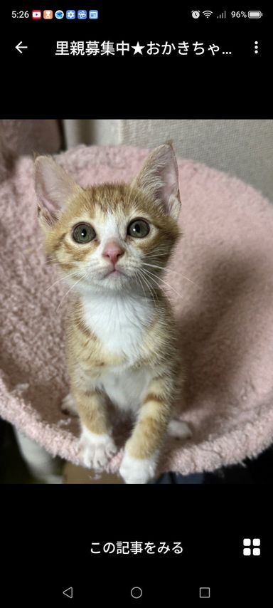 おかきちゃんの写真