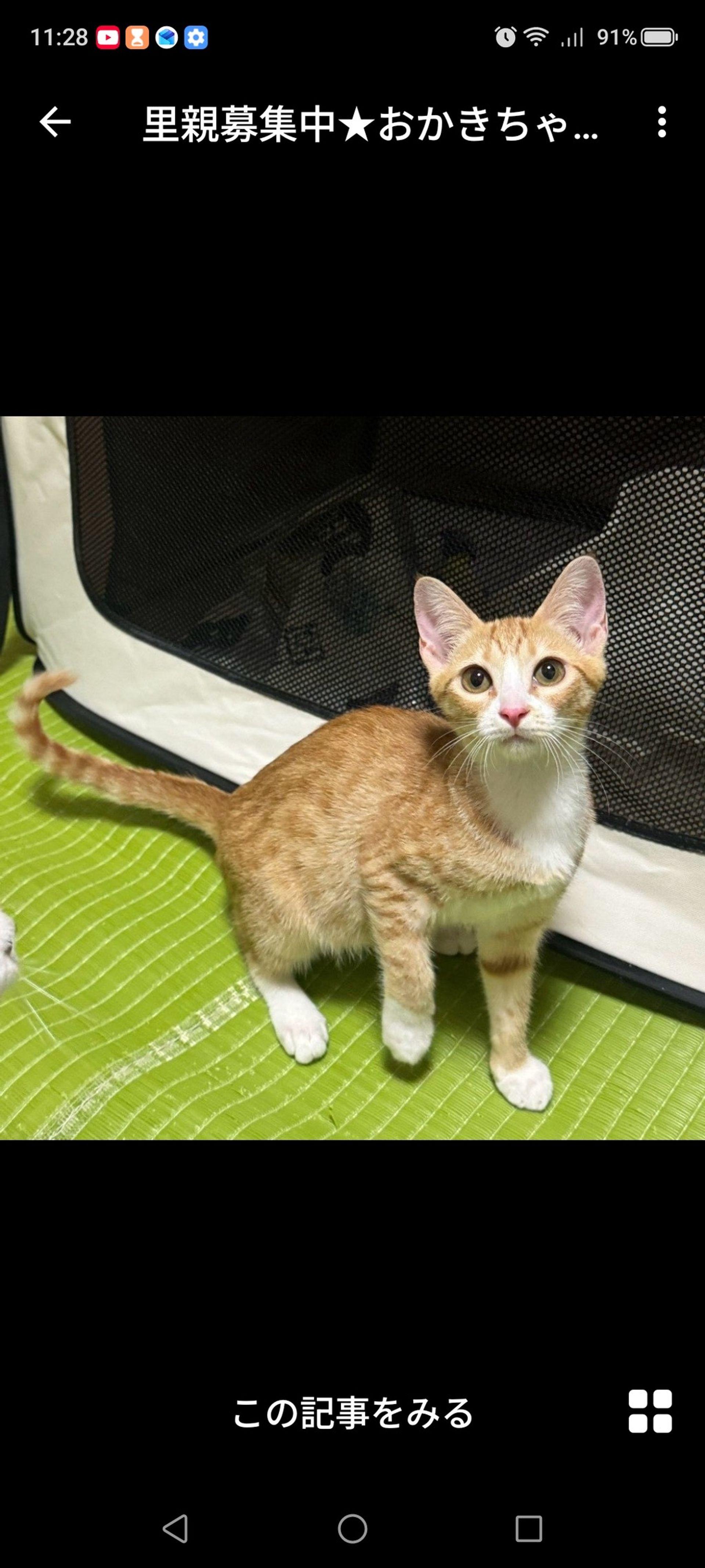 雑種（ミックス猫）・メスの里親募集の写真