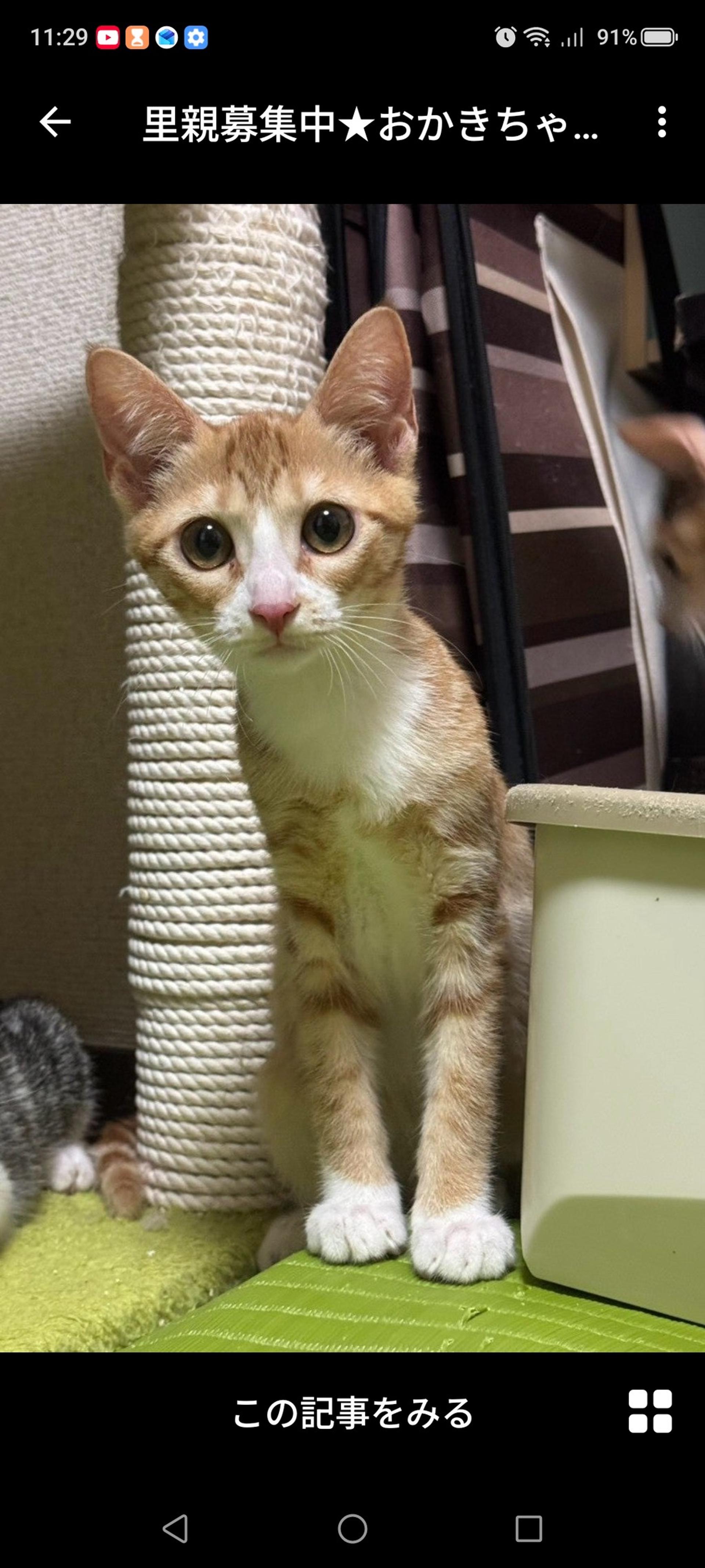 pet-image-3