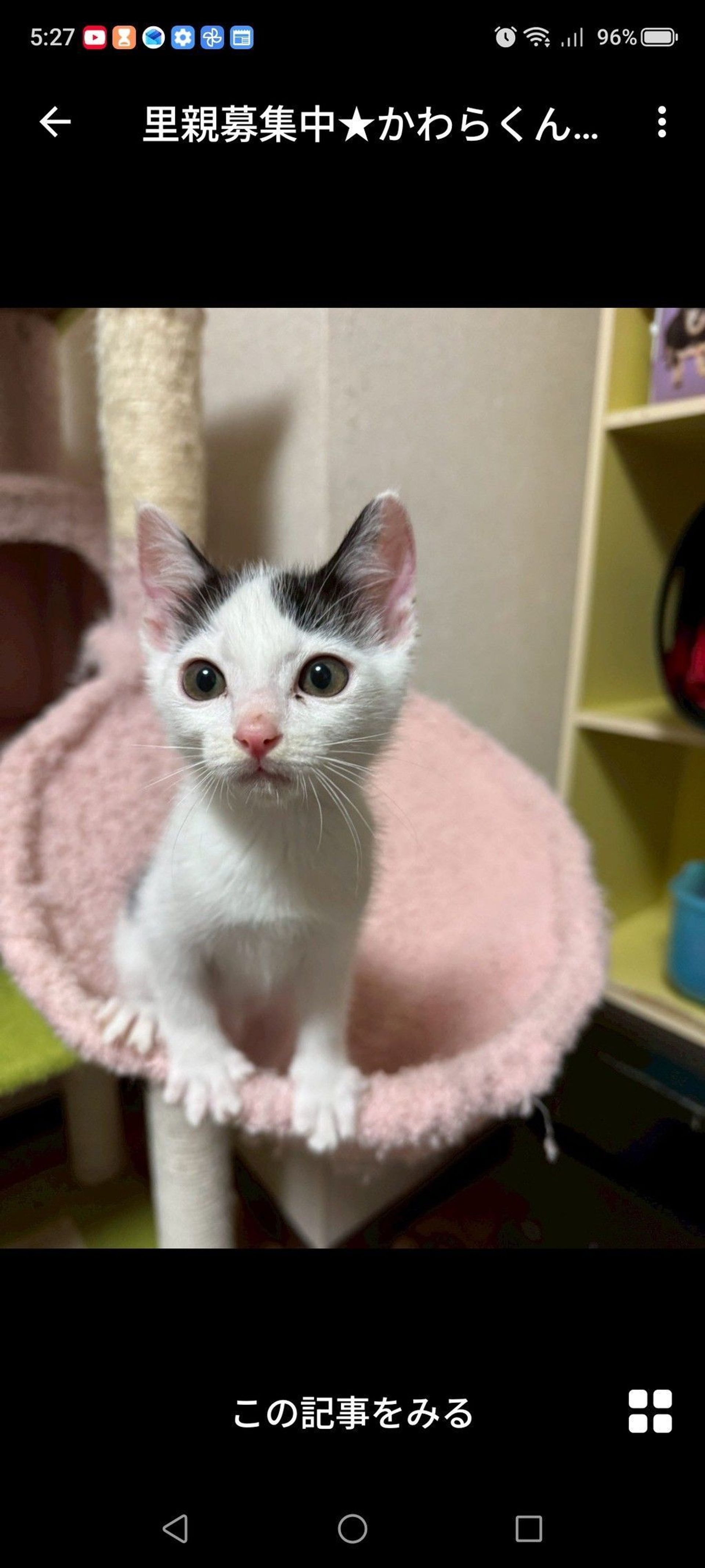 雑種（ミックス猫）・オスの里親募集の写真