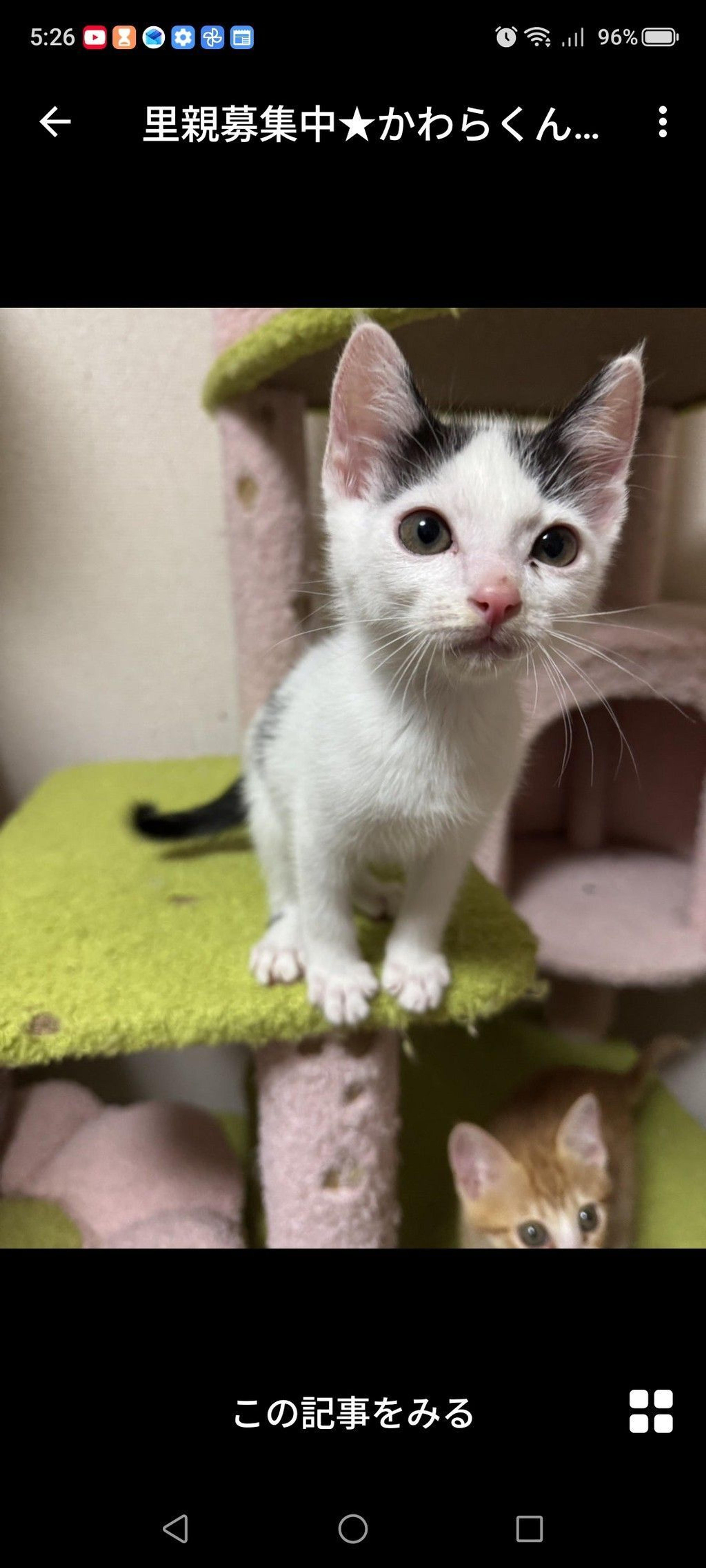 pet-image-2